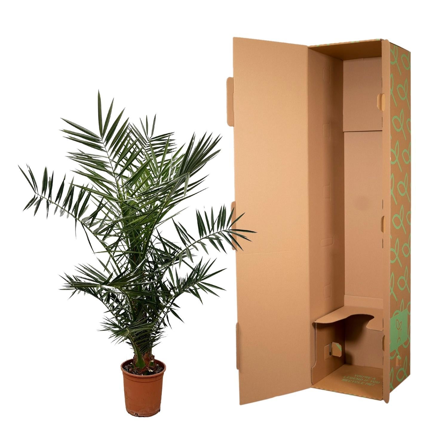 Phoenix Canariensis - 140 cm - 21 cm Topf