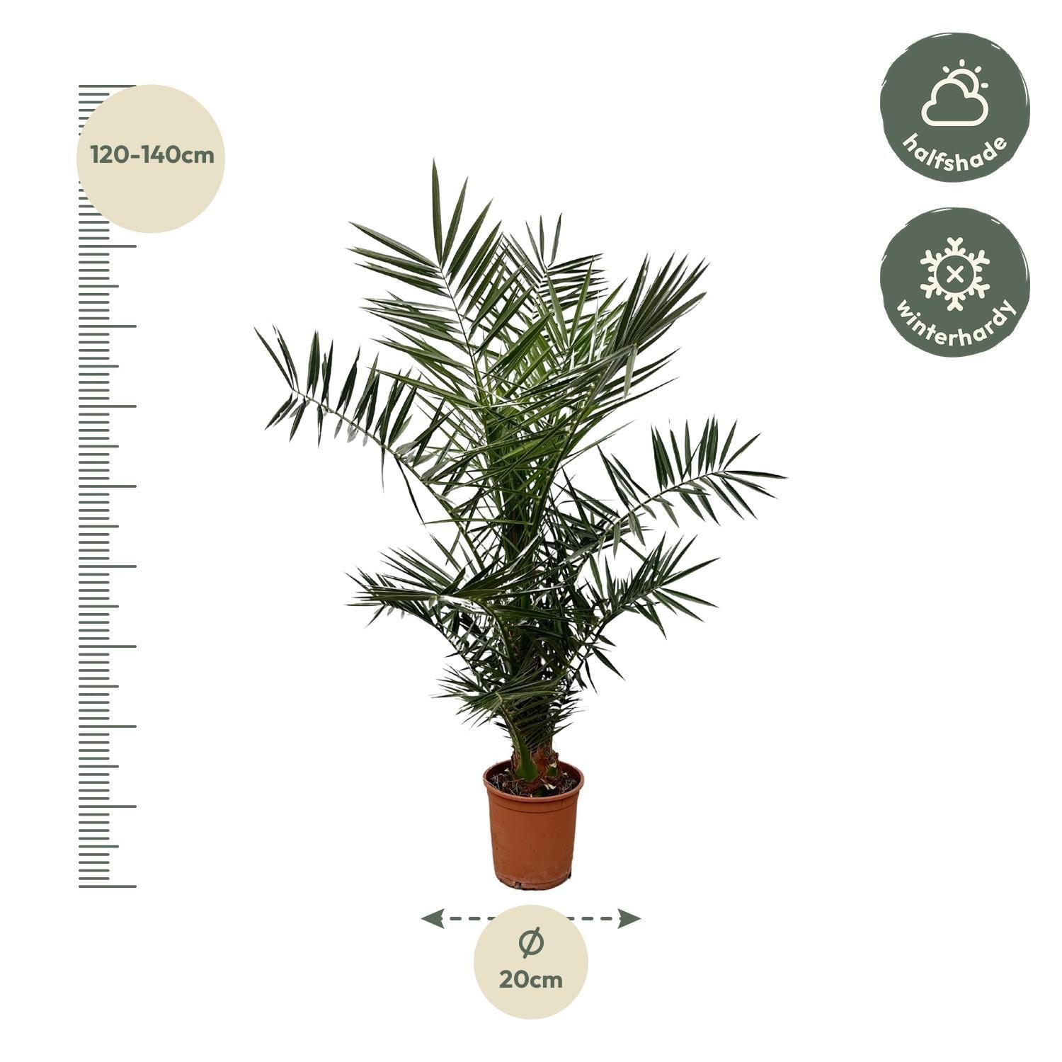 Phoenix Canariensis - 140 cm - 21 cm Topf