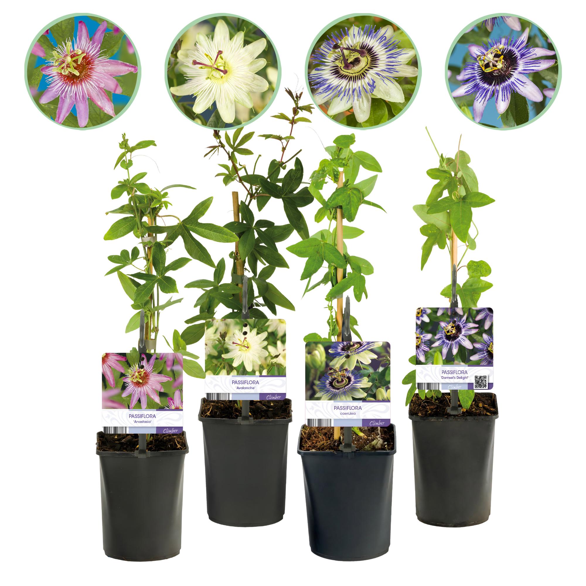 GreenboutiQ - Passionflower - Passiflora Rainbow - Pink, White, Purple, Green Flowers - Low Maintenance - 4 Plants - 11cm Pot, 40cm Height