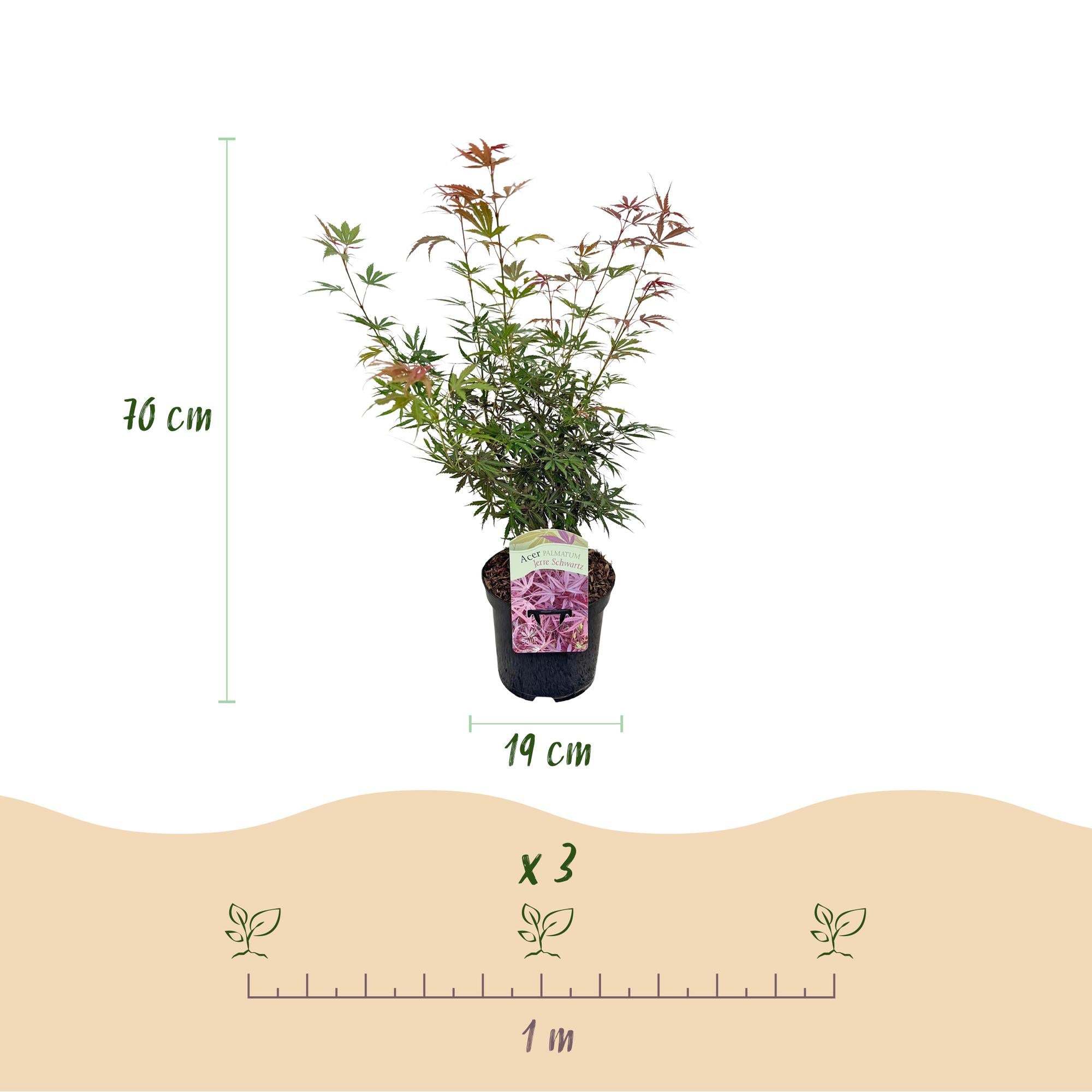 Japanese maple 'Jerre Schwartz' – compact ornamental maple, dark red foliage, 70 cm tall