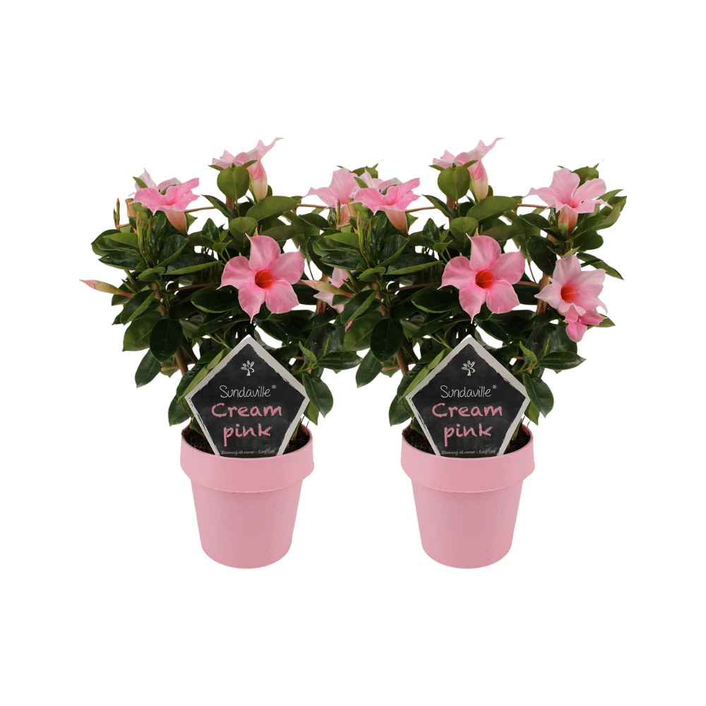 Mandevilla “Sundaville Cream Pink” on a stand – 2 plants, 14 cm pot, 40 cm high