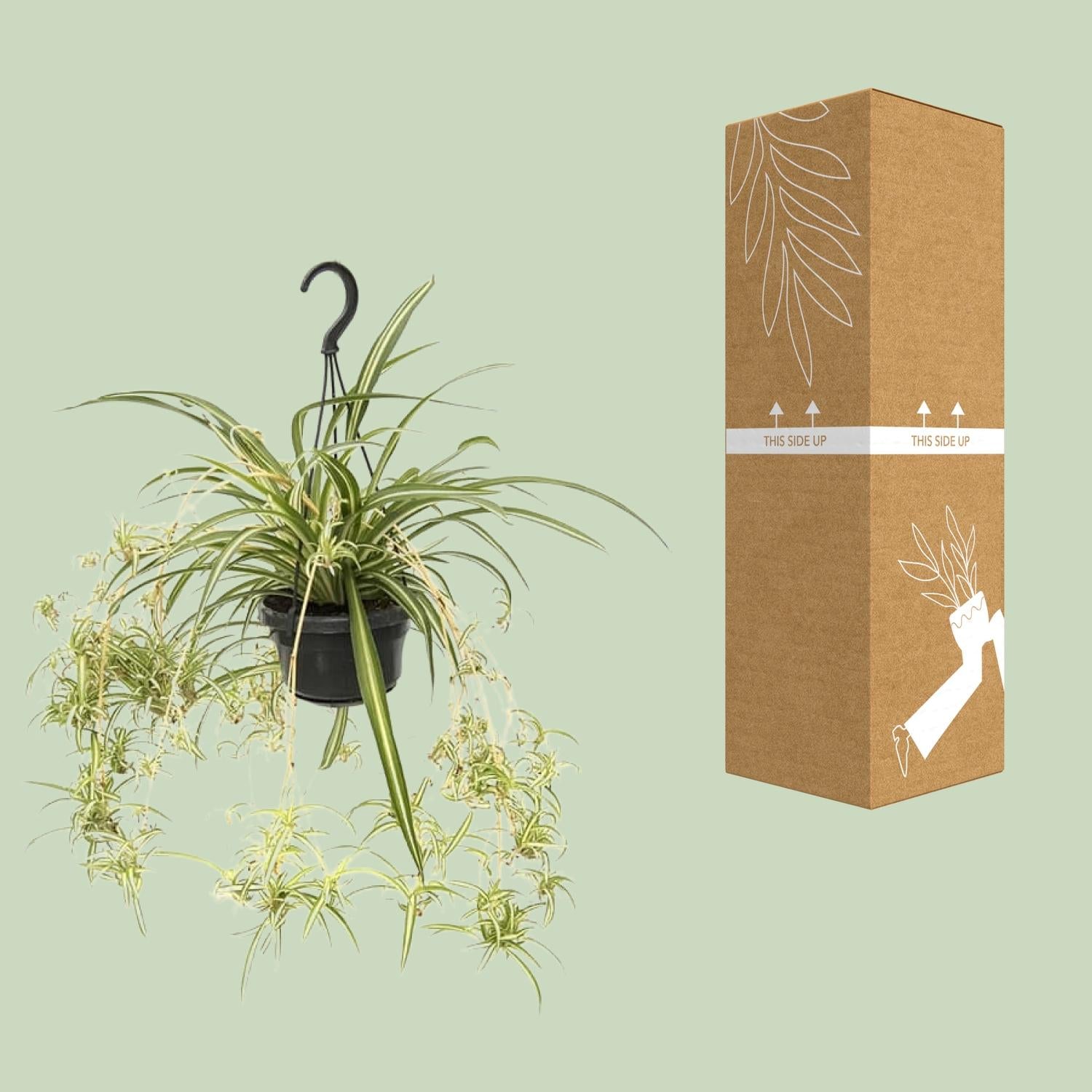 Chlorophytum comosum 'Variegatum' – Spinplant - 30-55 cm