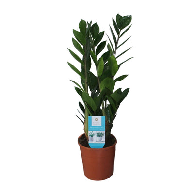 Zamioculcas Zamiifolia - Glücksfeder - 40-95 cm