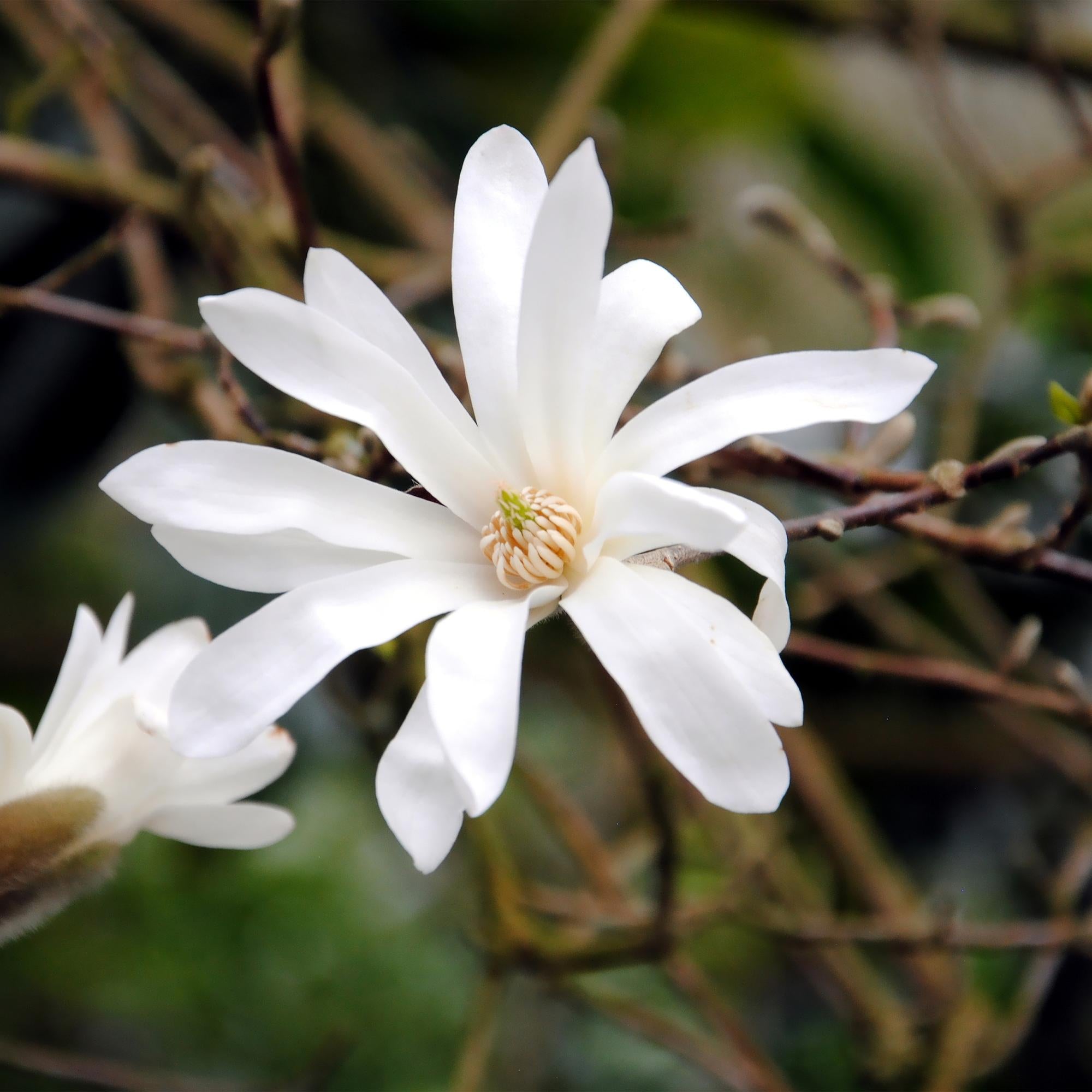 Magnolia stellata – weißblühender Zierstrauch, 1 Pflanze, 17 cm Topf, 45 cm Höhe