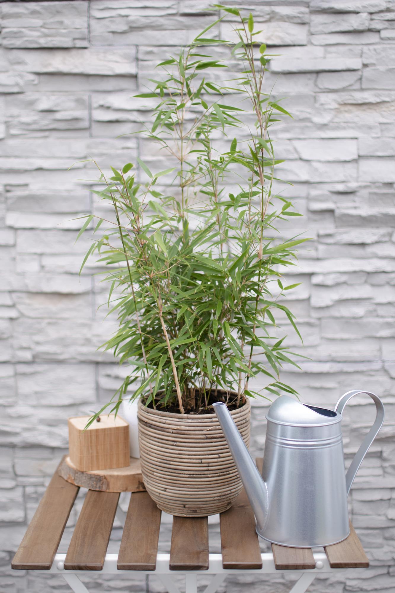 Fargesia rufa – horstbildender Gartenbambus in verschiedenen Höhen