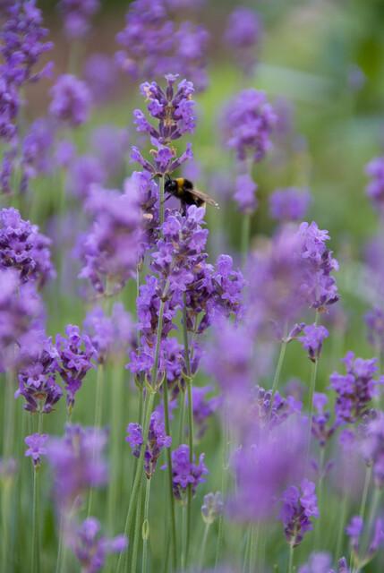 Echte Lavendel 'Munstead' (Lavandula angustifolia) – 10–25 cm, Ø9 cm