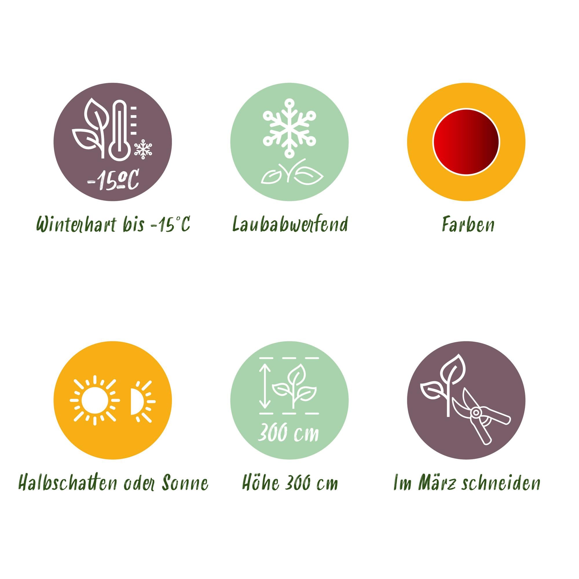 Japanischer Fächerahorn ‘Sumi-nagashi’ – rot, laubabwerfend, 19 cm Topf, 70 cm hoch