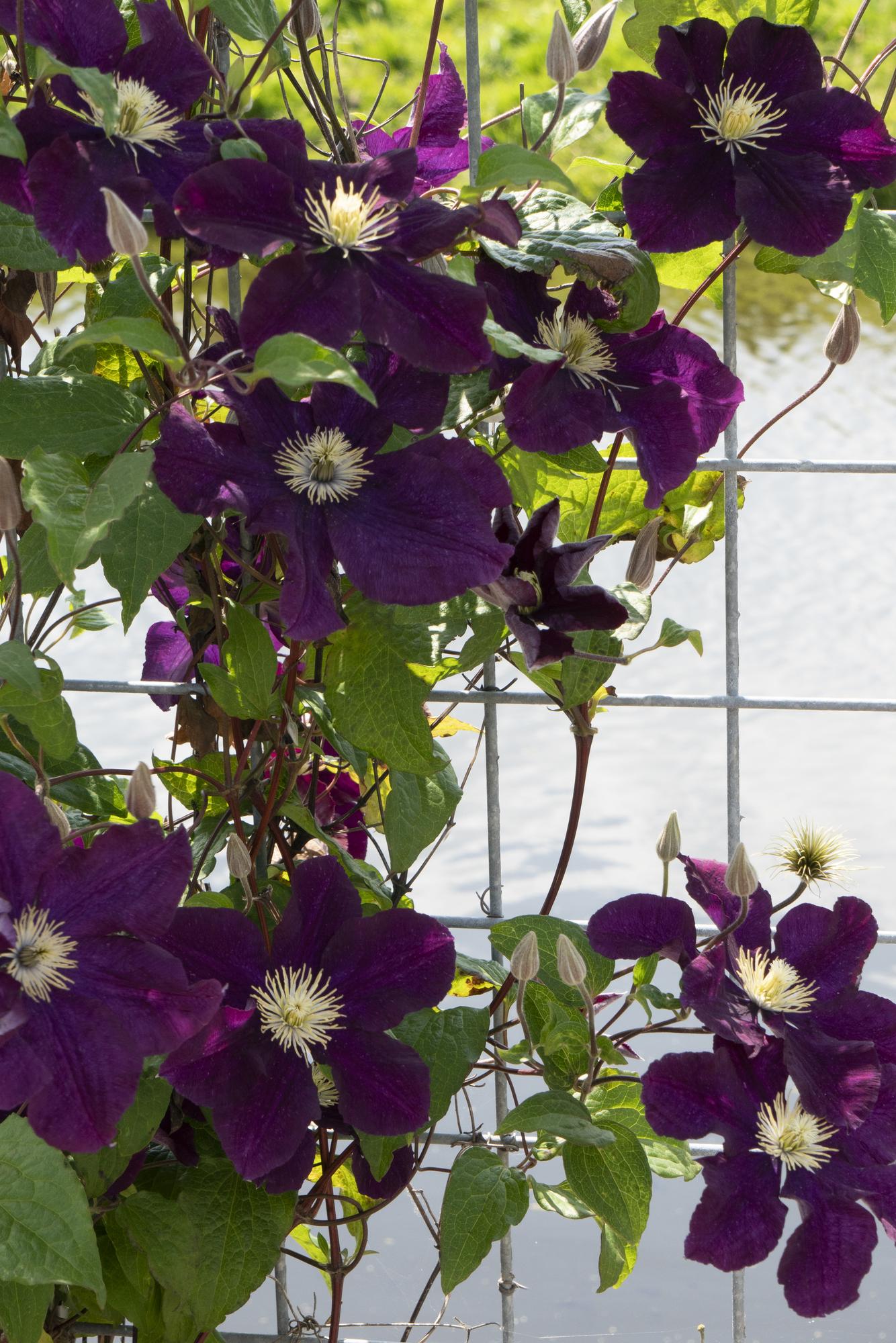 Clematis 'Warszawska Nike' – deep violet flowers, 15 cm pot, 65 cm height
