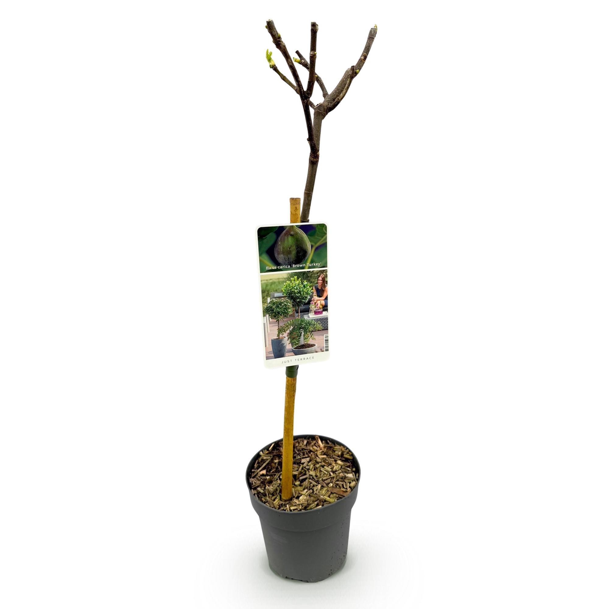 Vijgenboom ‘Brown Turkey’ (Ficus carica) – 19–90 cm