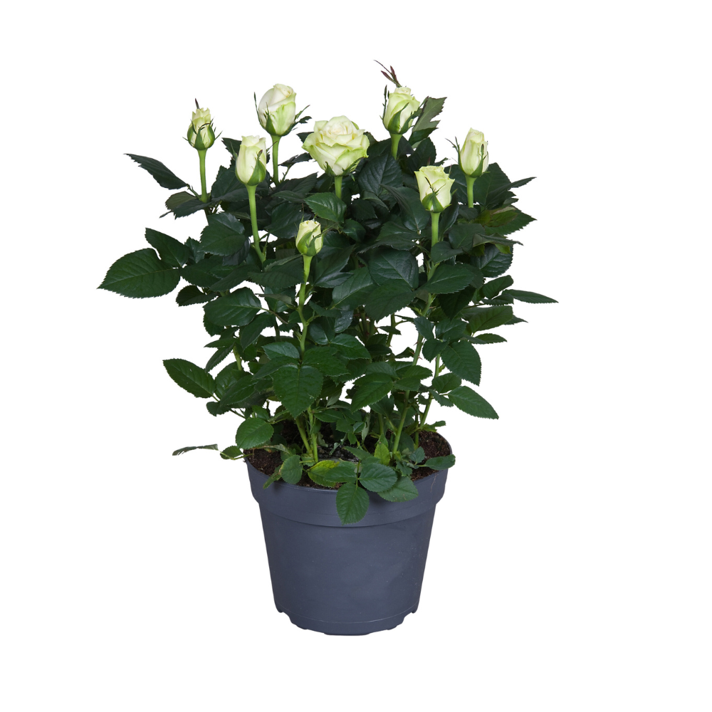 White Rose - 17 cm pot, 45 cm high