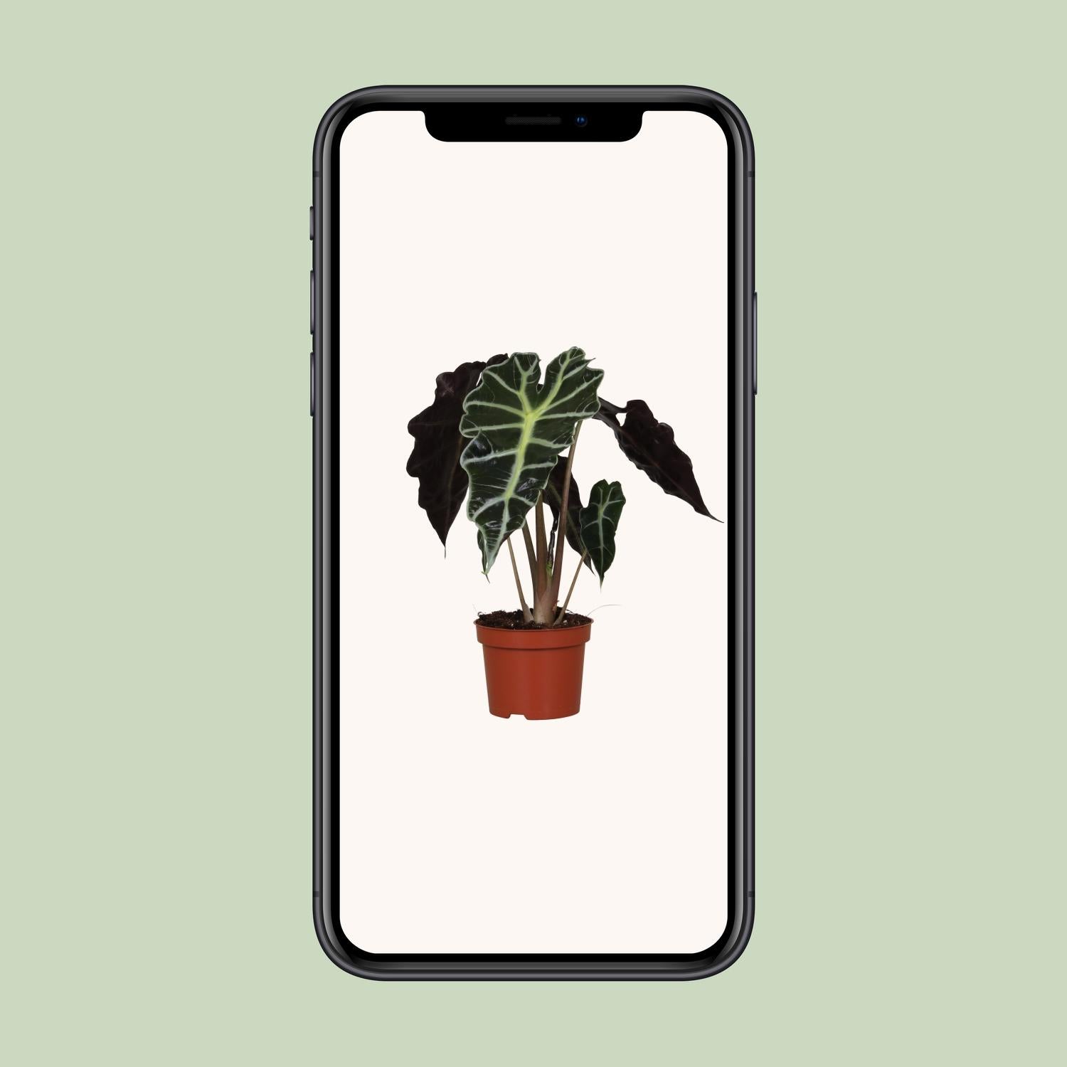 Alocasia amazonica 'Polly' – Olifantsoor - pot 12 cm, hoogte 30 cm