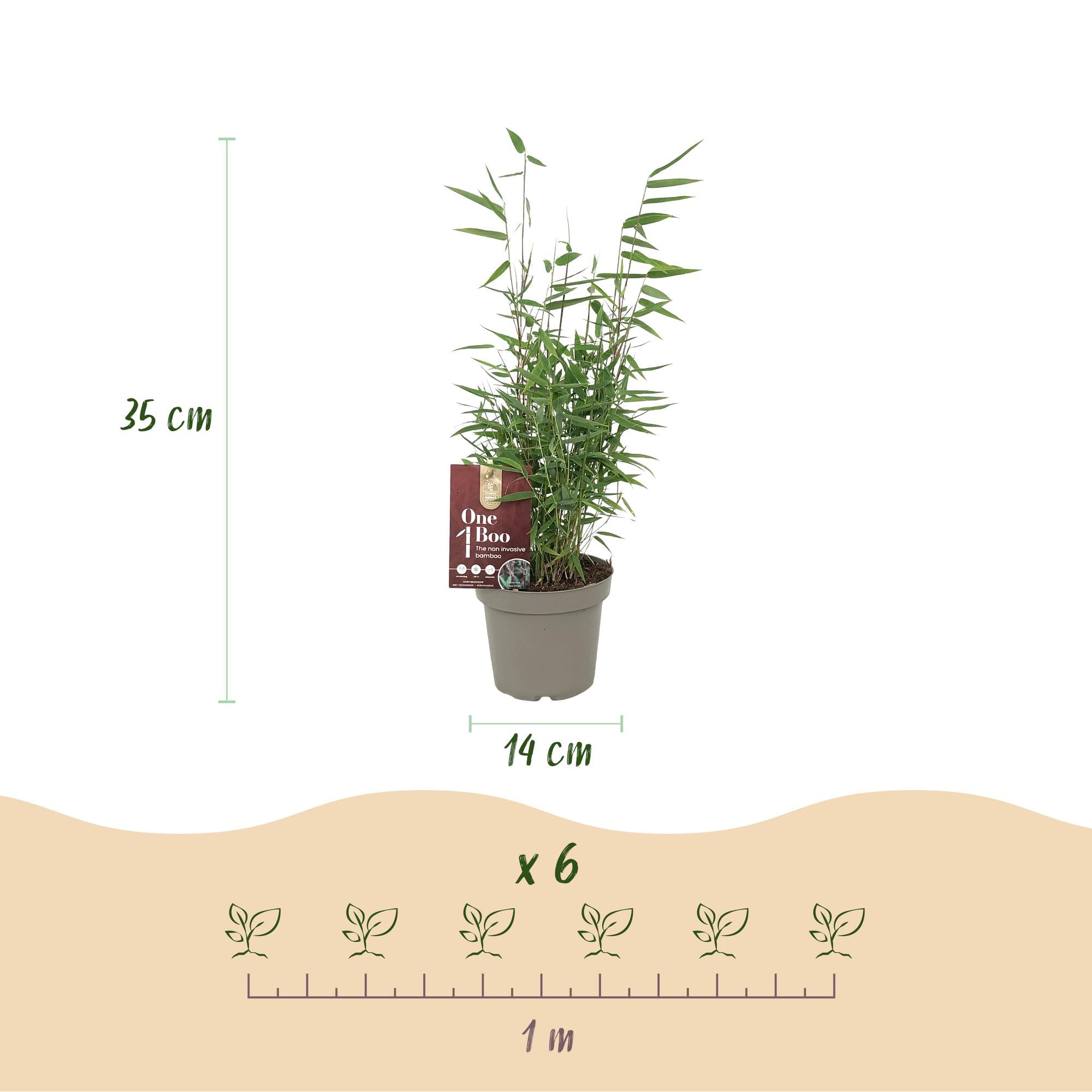 Fargesia 'Red Dragon' – Garden bamboo, evergreen & non-spreading - 14 cm pot, 35 cm tall