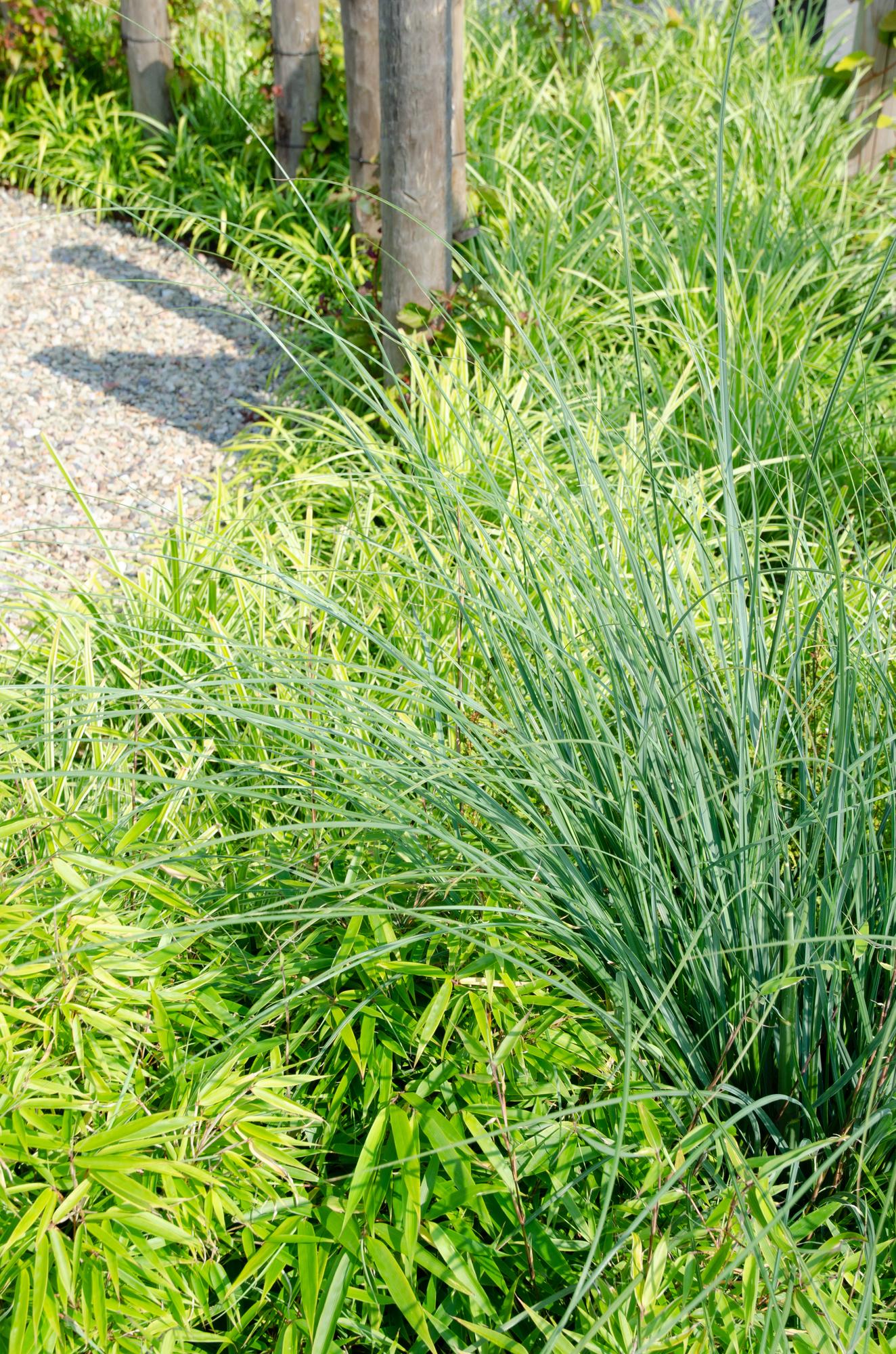 Fargesia rufa – horstbildender Gartenbambus in verschiedenen Höhen