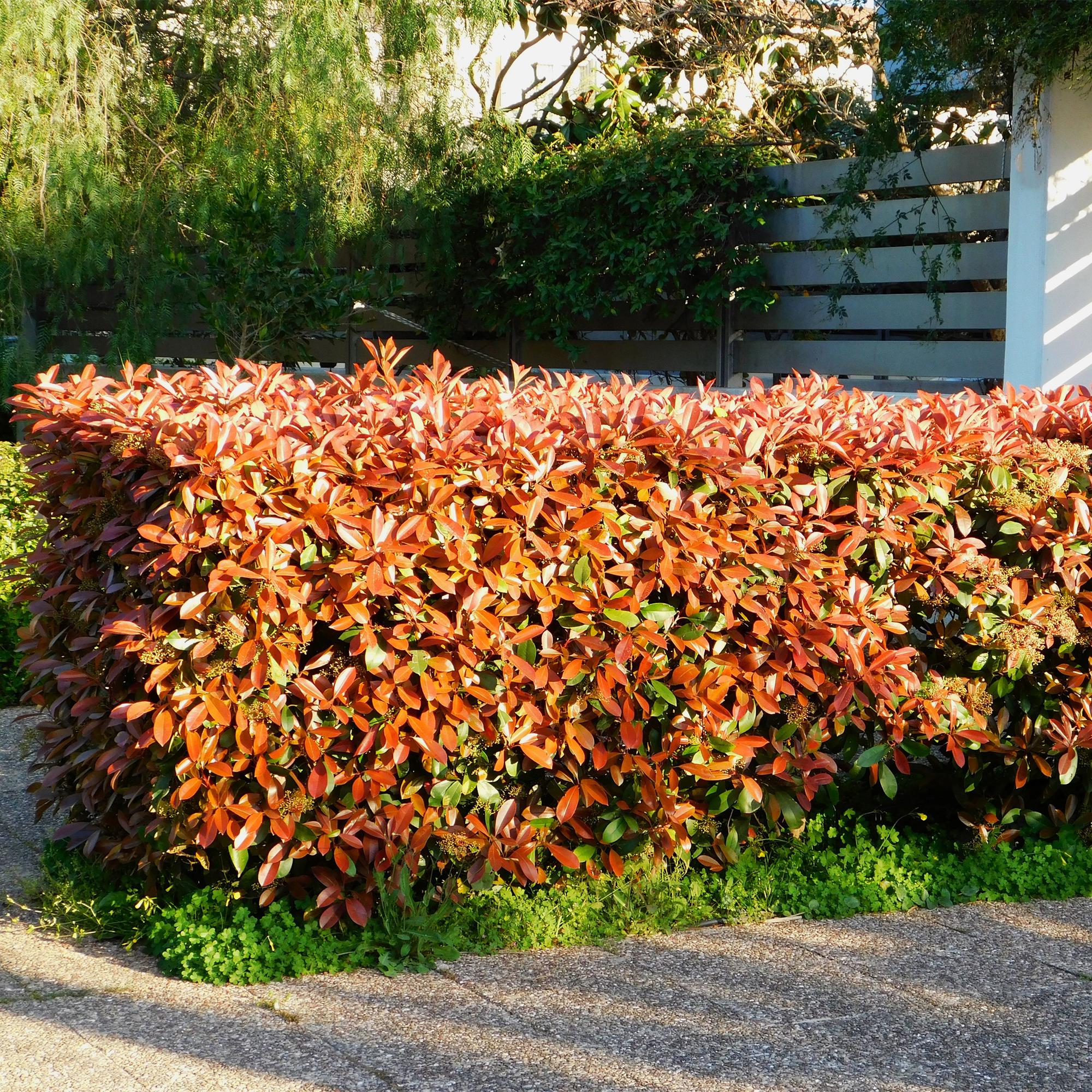 Photinia Fraseri 'Red Robin' – Red Robin Photinia, evergreen, 6 plants – 17 cm pot, 50 cm tall
