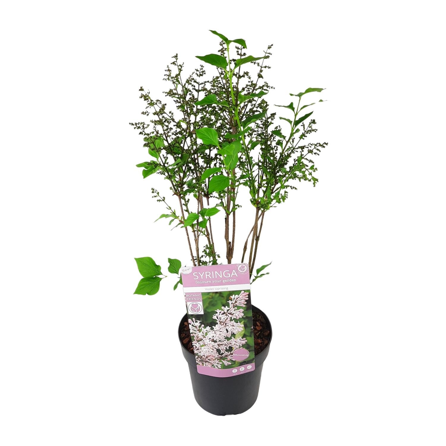Sering 'Violet Uprising' – bossige sierheester, potmaat 19 cm, hoogte 35 cm