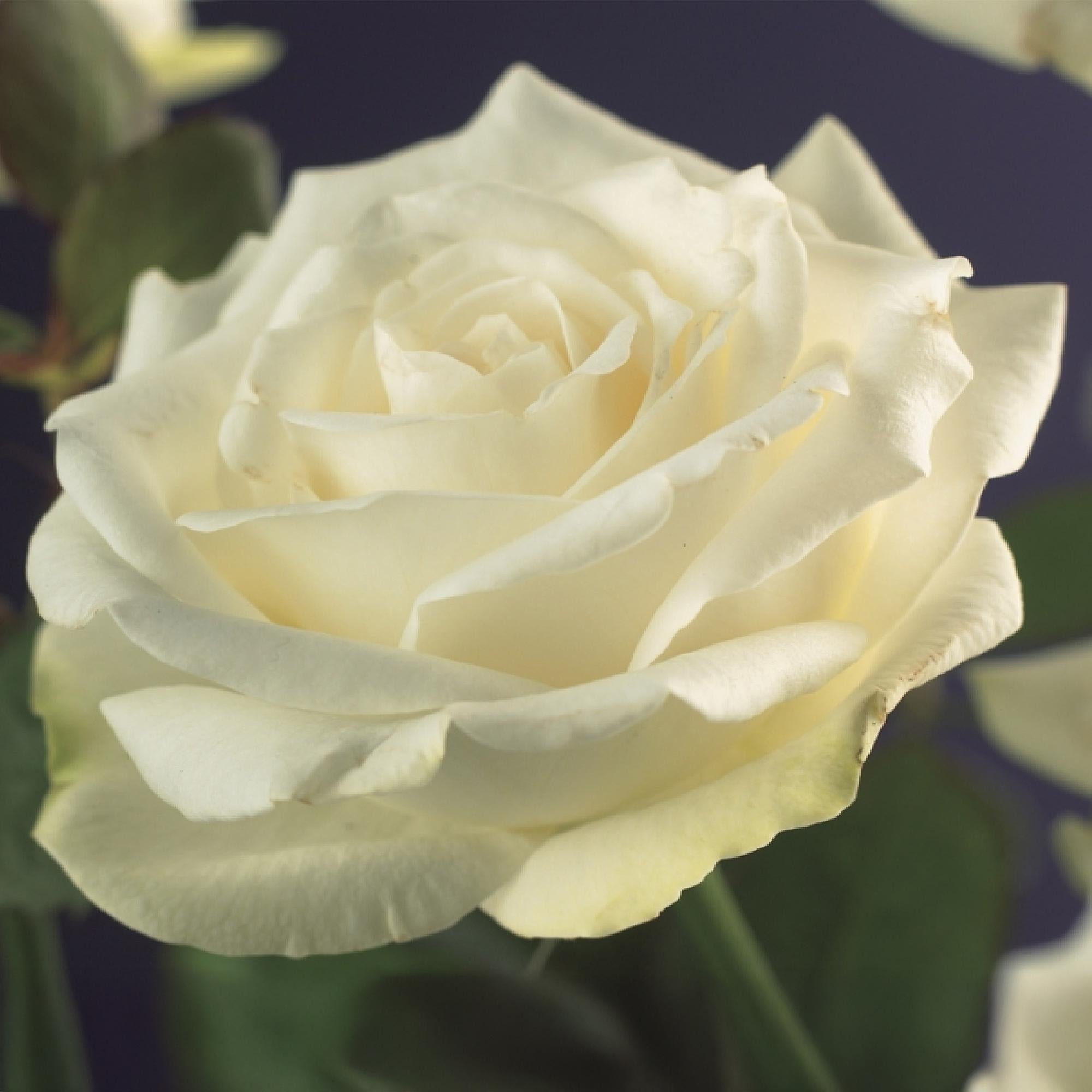 Climbing rose 'White Climber' – white flowers, easy to care for, 2 plants in an 11 cm pot, 40 cm tall