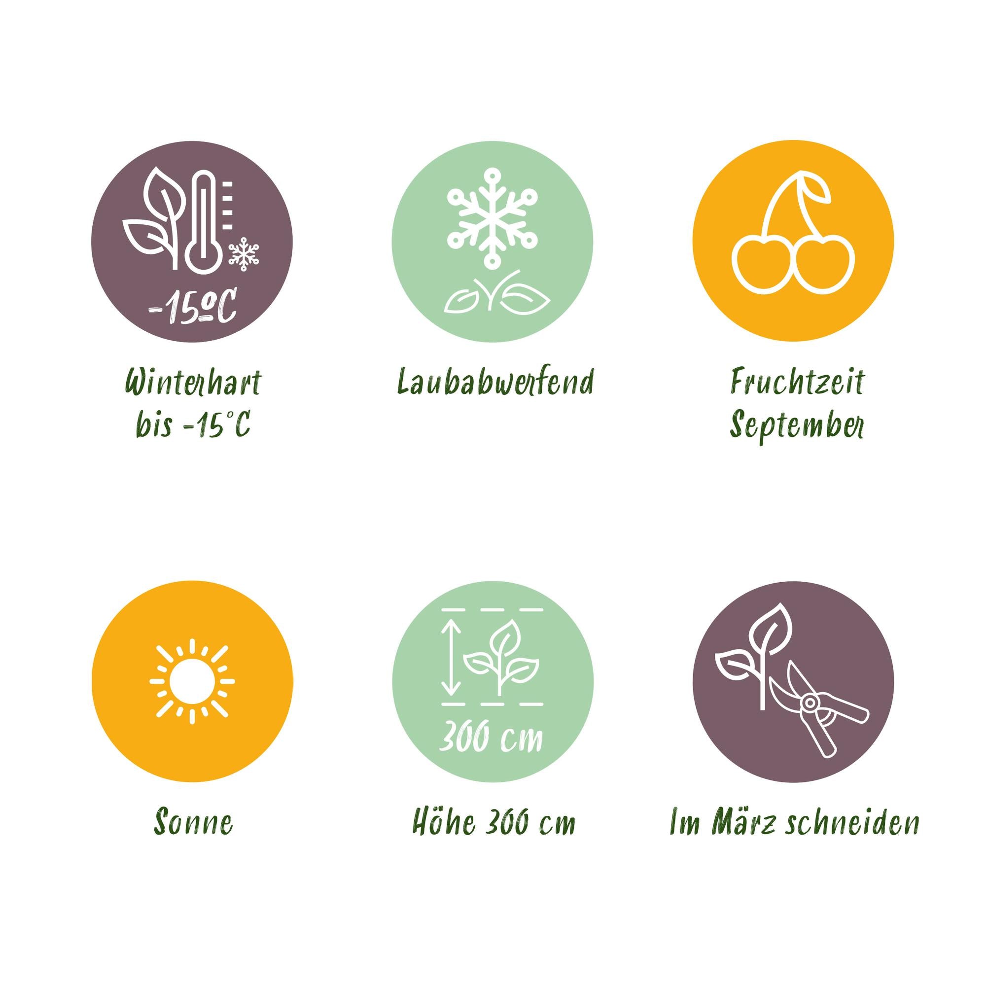 Obstpflanze Weiße Traube ‘Frühzeit von der Laan’ – 2 Pflanzen, Topf 15 cm, Höhe ca. 50 cm