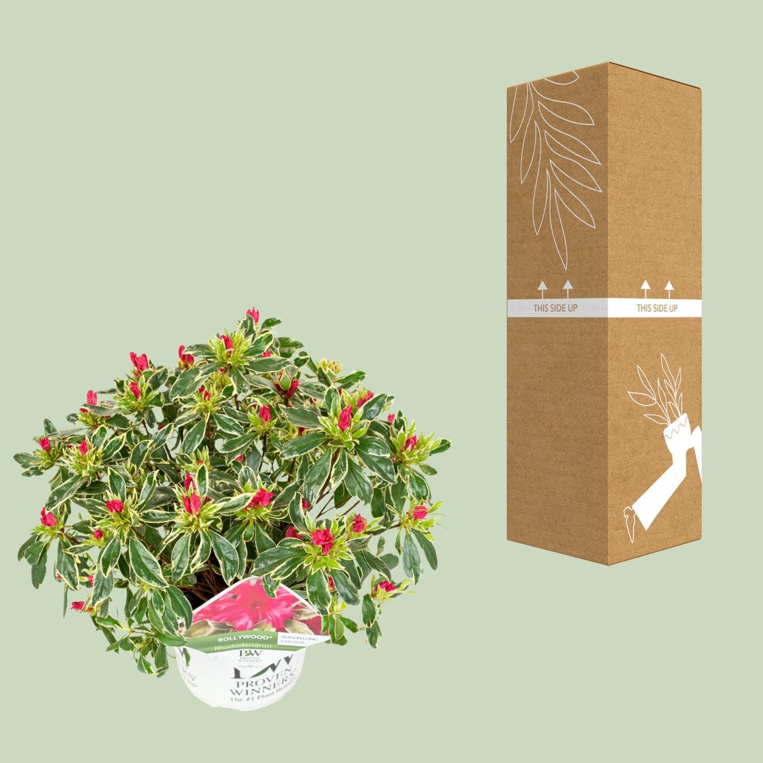 Hododendron 'Bollywood' – evergreen, 19 cm pot, 30 cm height