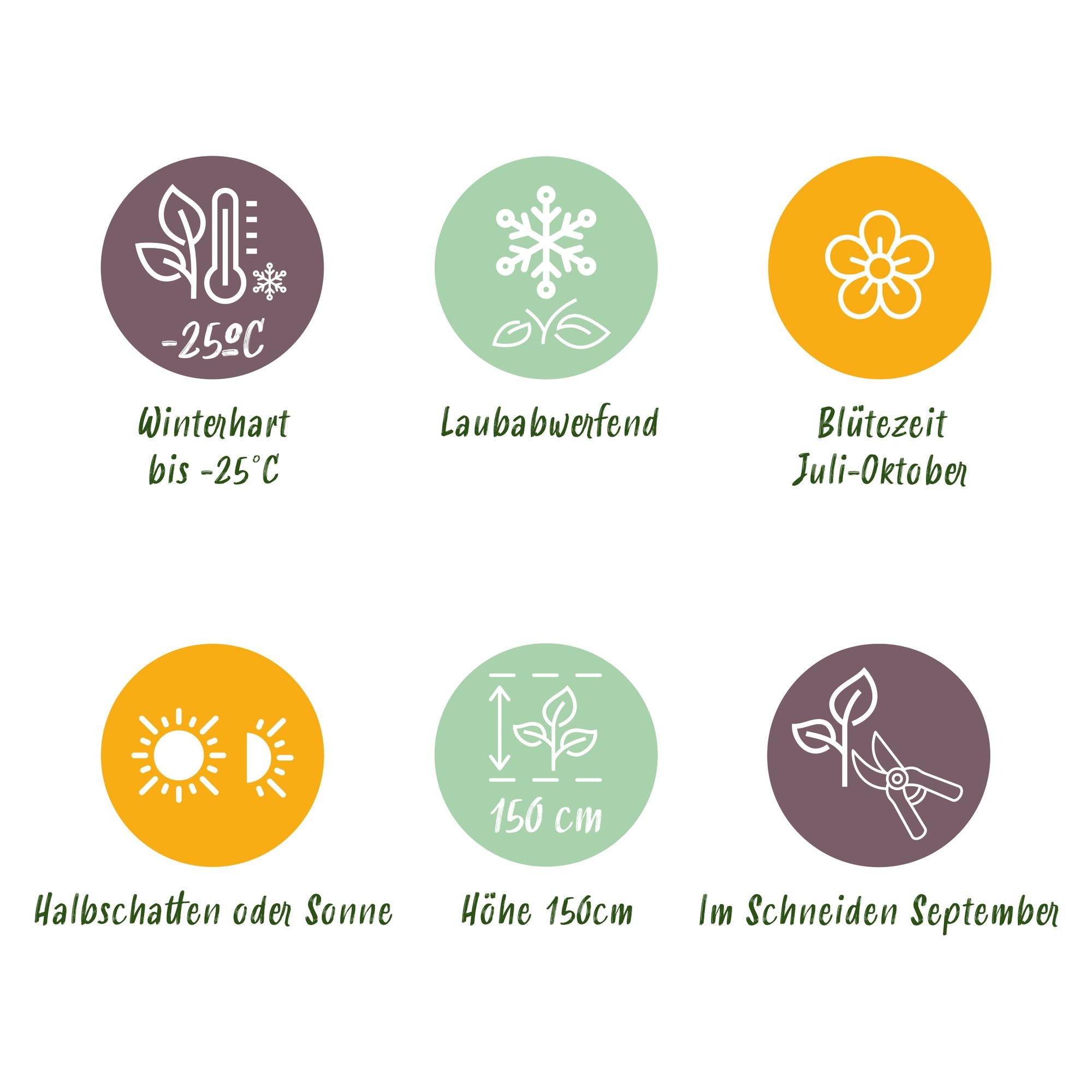 Hydrangea arborescens 'Annabelle' – white flowers, deciduous, 3 plants per m², 17 cm pot, 50 cm height