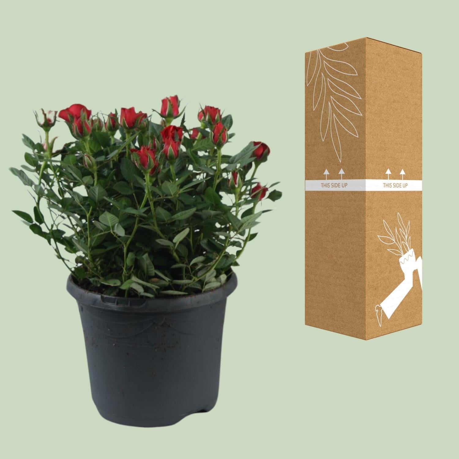 'Jewel Patio Hot' rose – abundant flowering, 17 cm pot, 30 cm tall