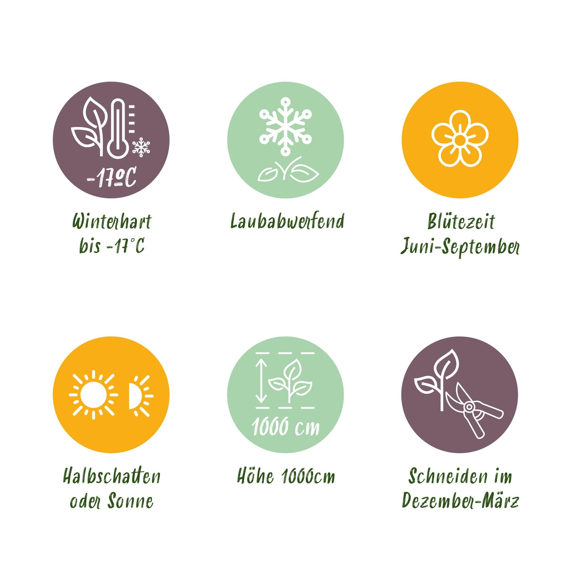 Climbing rose 'White Climber' – white flowers, easy to care for, 2 plants in an 11 cm pot, 40 cm tall