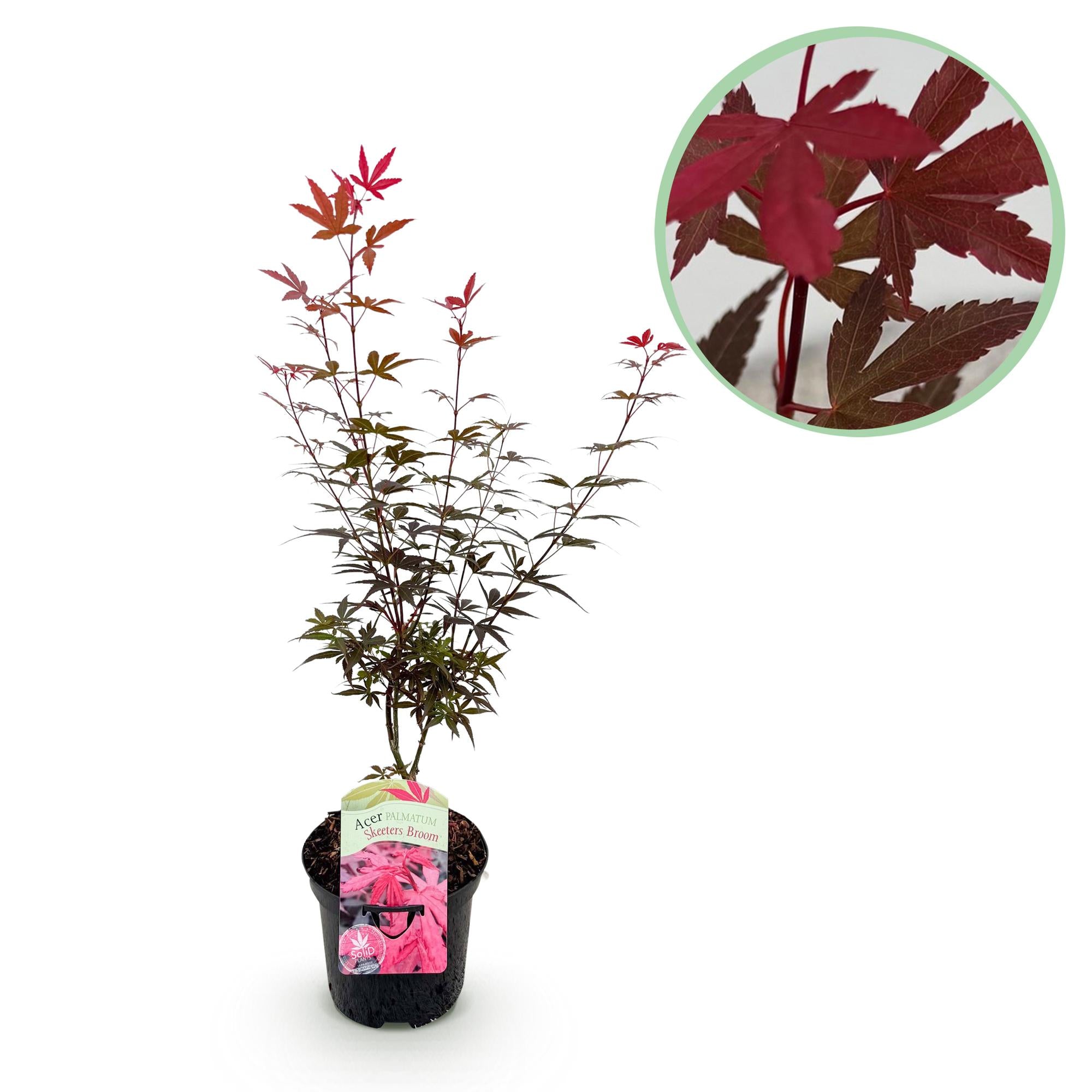 Japanese maple 'Skeeter's Broom' – deciduous, 19 cm pot, 70 cm tall