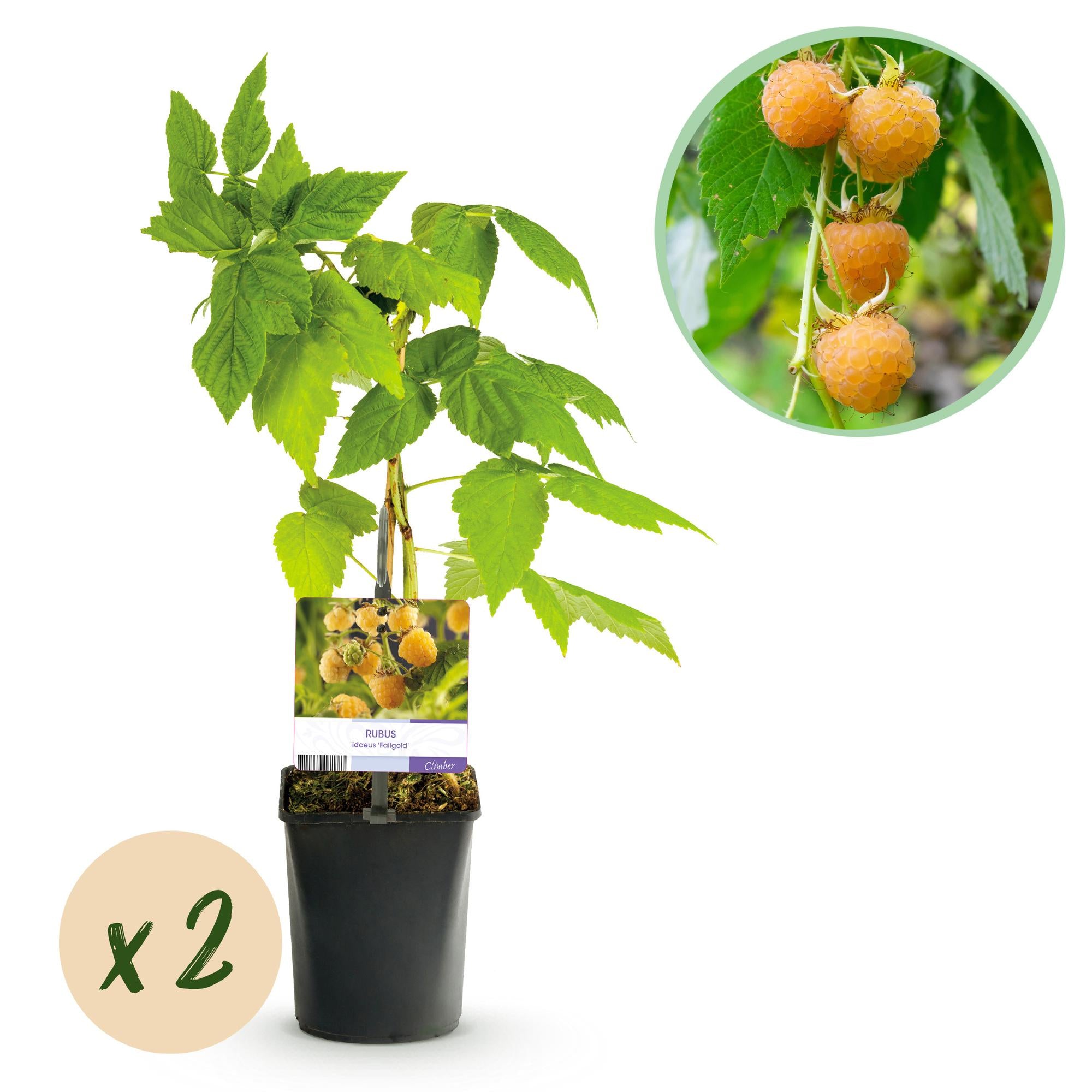 Yellow raspberry “Fallgold” (Rubus idaeus) – 2 plants in an 11 cm pot, approx. 40 cm
