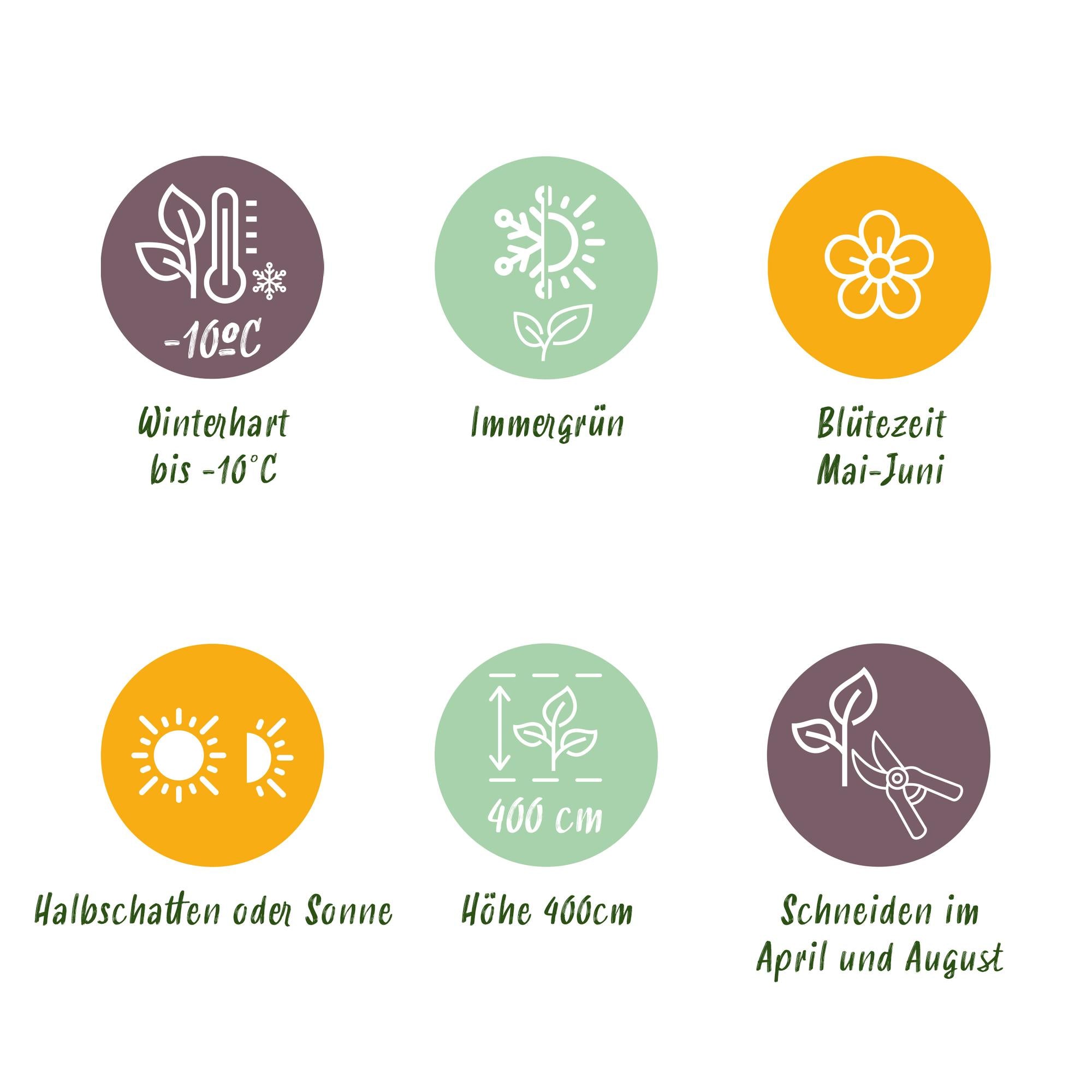 Photinia Fraseri 'Carré Rouge' – Red Photinia, 8 plants - 9 cm pot, 30–35 cm tall