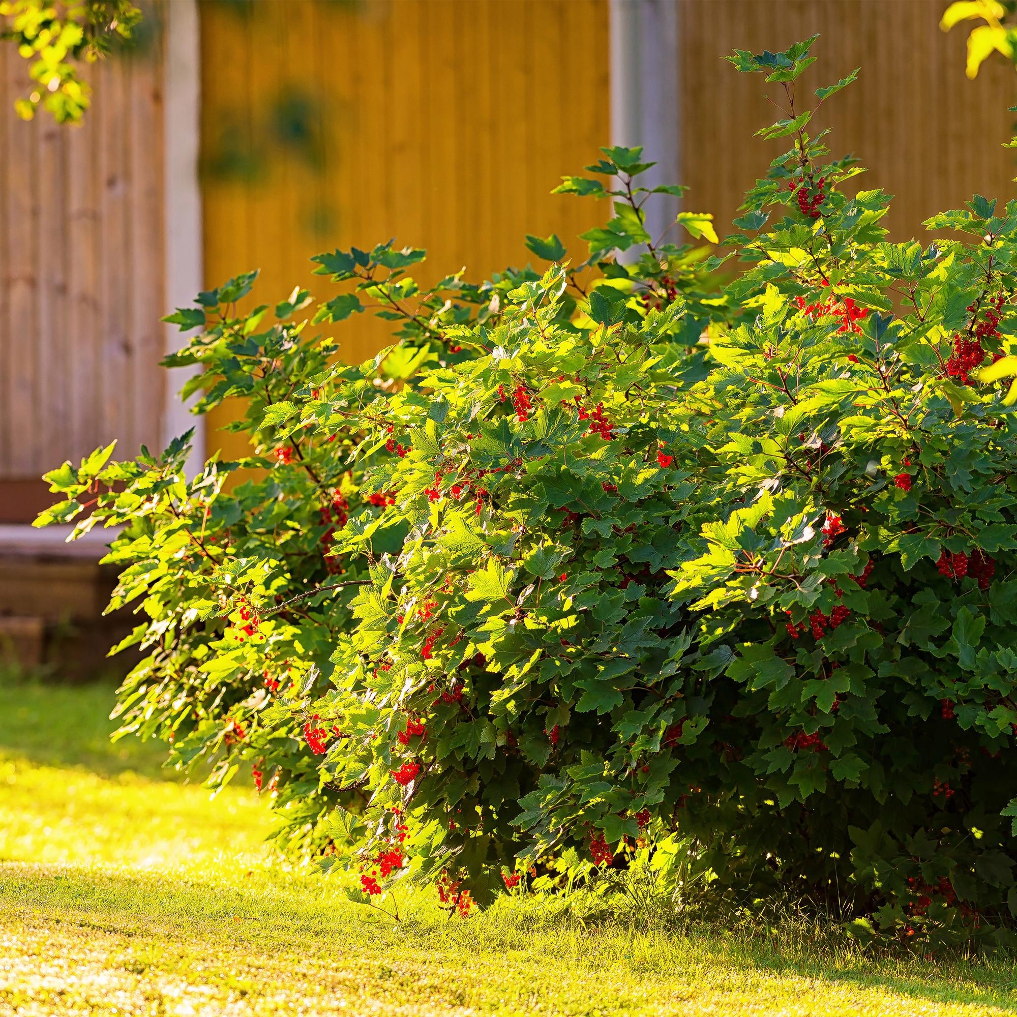 Redcurrant (Ribes rubrum) – 2 plants, approx. 40 cm, pot Ø 11 cm
