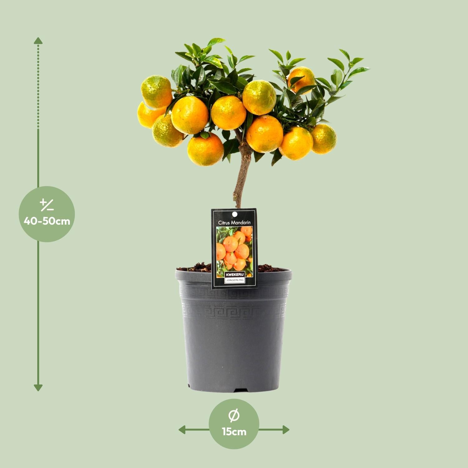 Citrus Mandarin - 16cm pot, 45cm high