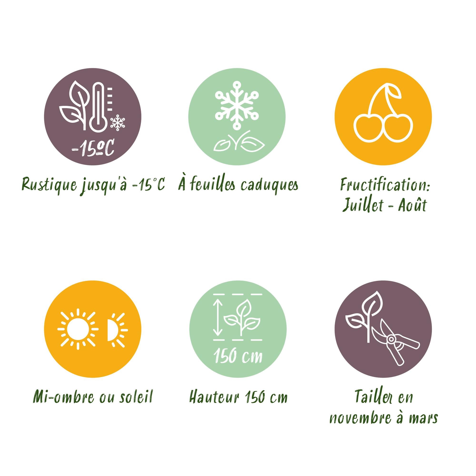 Redcurrant (Ribes rubrum) – 2 plants, approx. 40 cm, pot Ø 11 cm