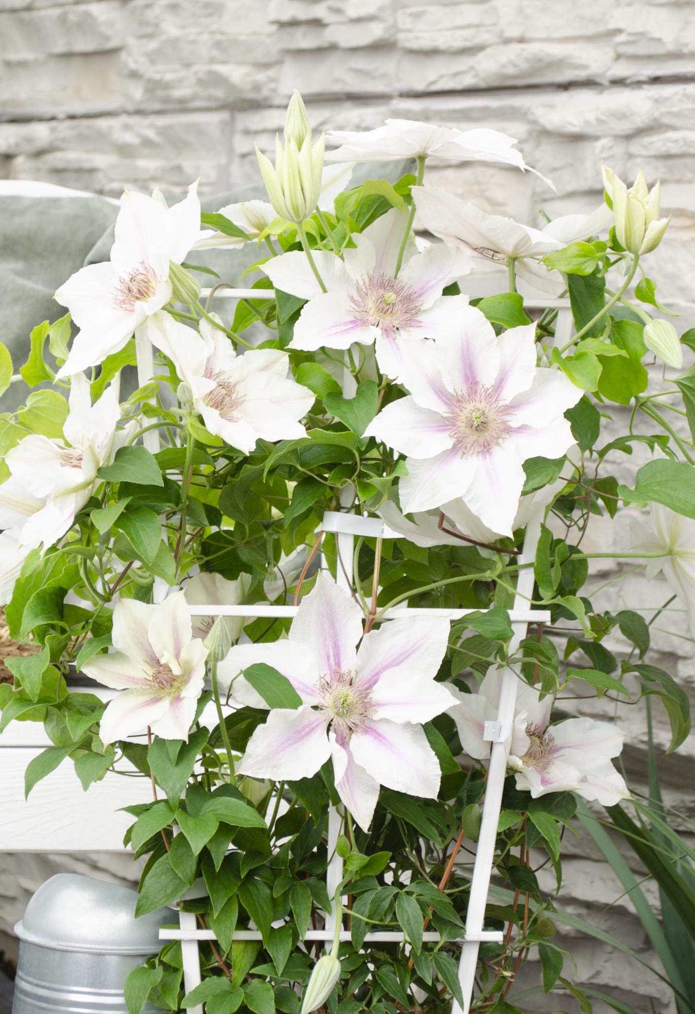 Clematis 'Corinne' – compact, white flowering climbing plant, Ø15 cm, ↕65 cm