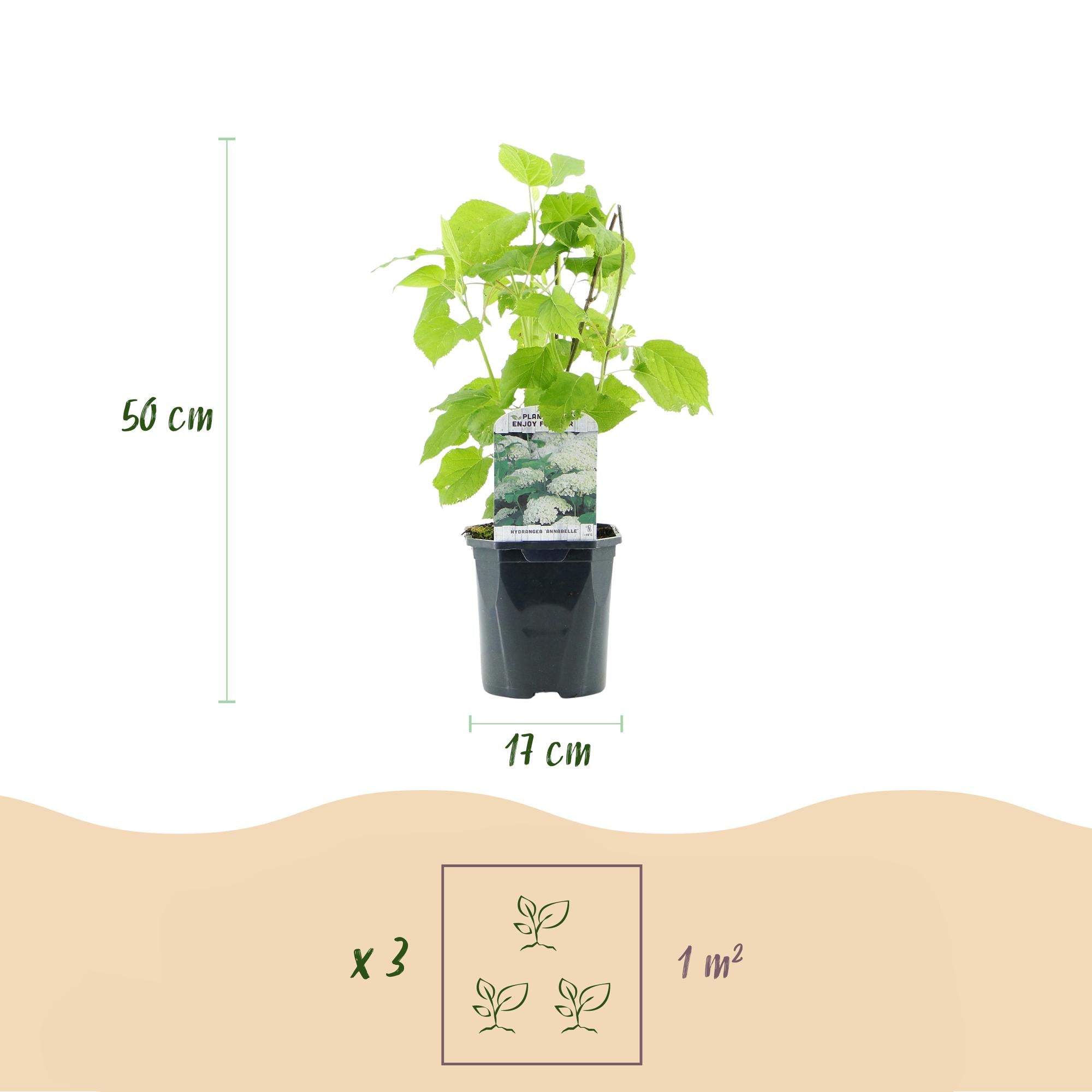 Hydrangea arborescens 'Annabelle' – white flowers, deciduous, 3 plants per m², 17 cm pot, 50 cm height