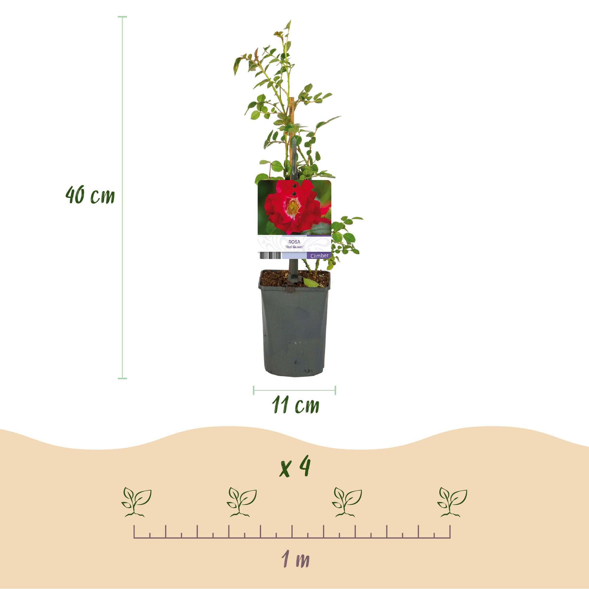 Rosa 'Red Queen' – easy-care climbing rose with red flowers, 2 plants, 11 cm pot, 40 cm height