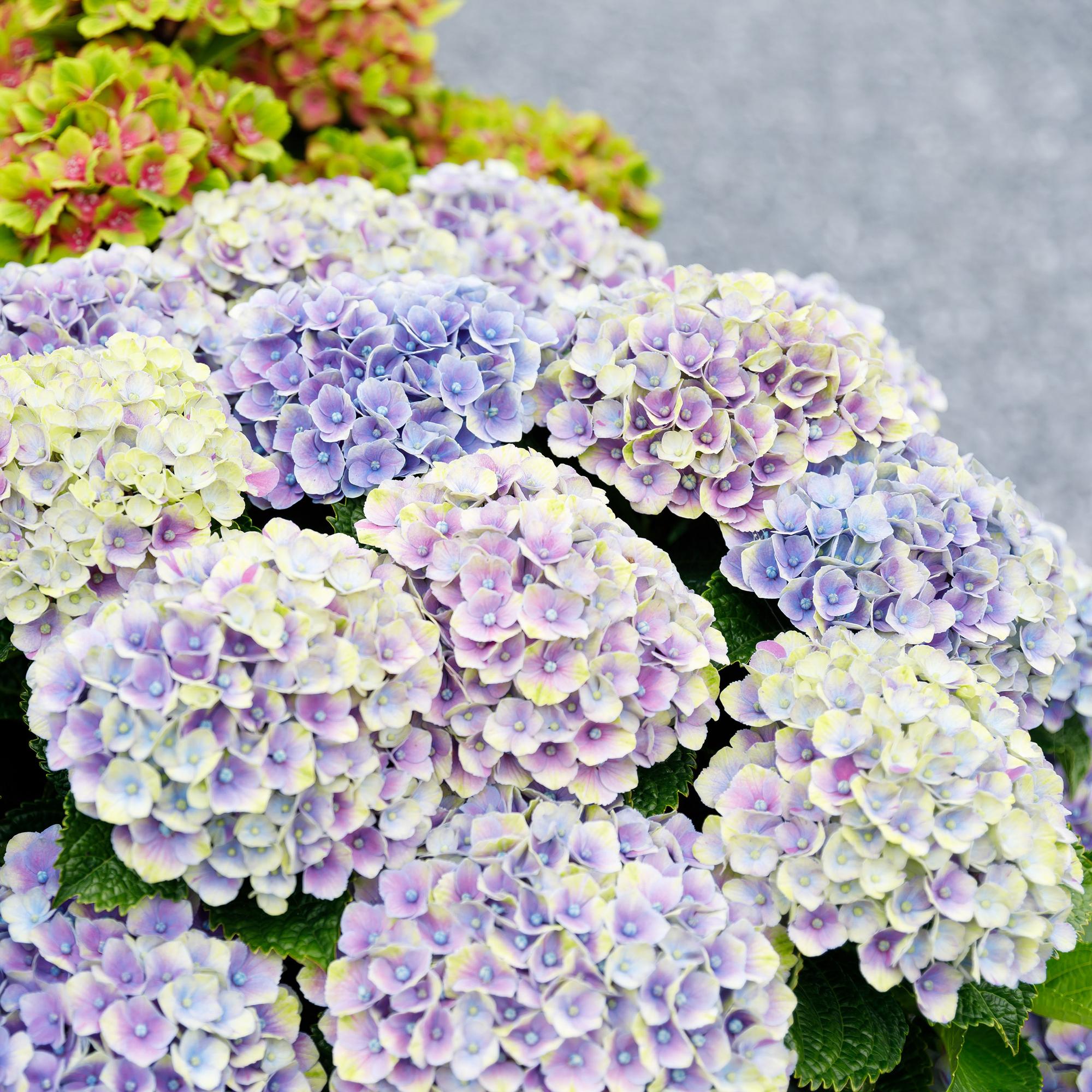 Hydrangea 'Magical Jewel' Blue – Hydrangea, 6–10 flowers – 23cm pot, 55cm tall