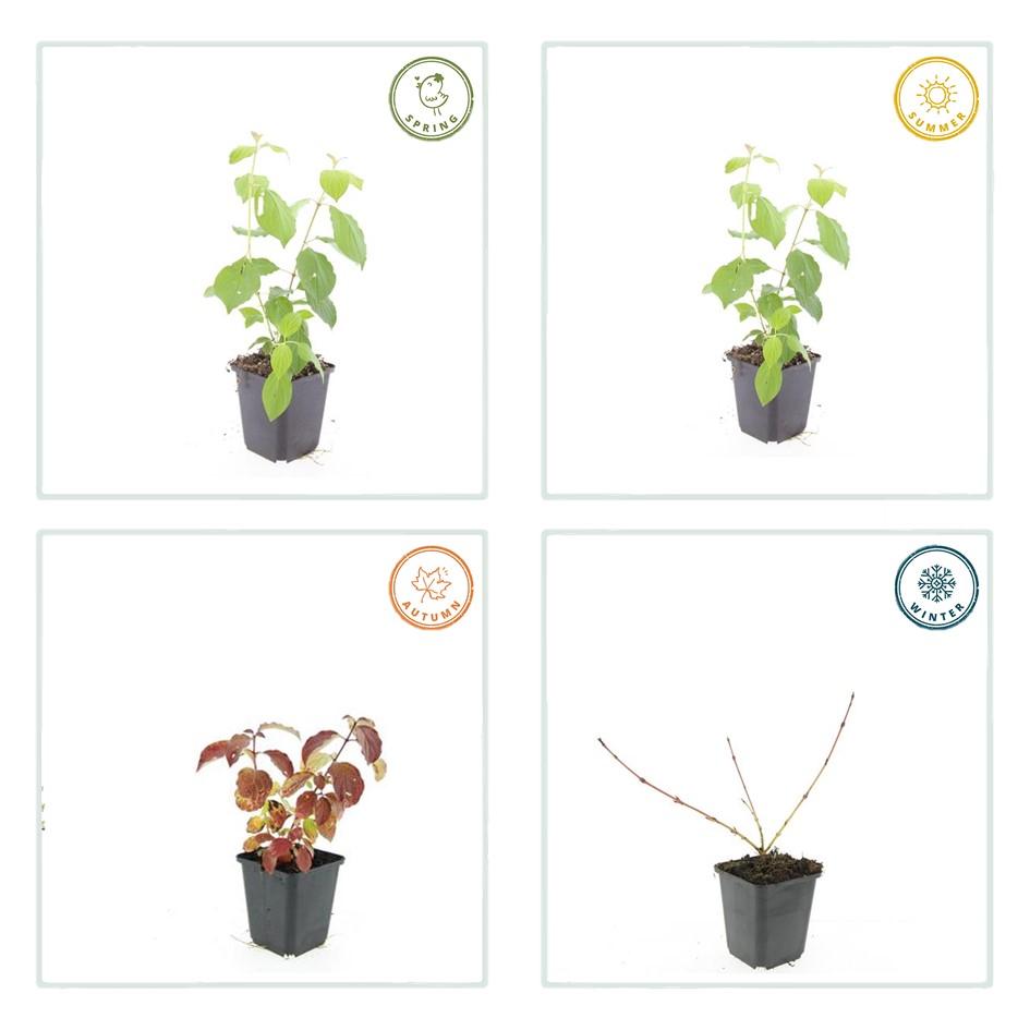 Hartriegel ‘Midwinter Fire’ – farbintensiver Zierstrauch, 9 cm Topf, 10–25 cm hoch