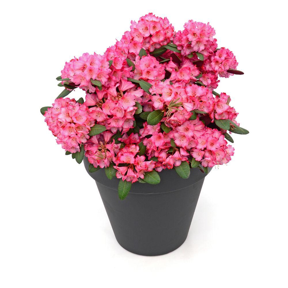 Rhododendron 'Wine & Roses' – groenblijvend, potmaat 13 cm, hoogte 20 cm