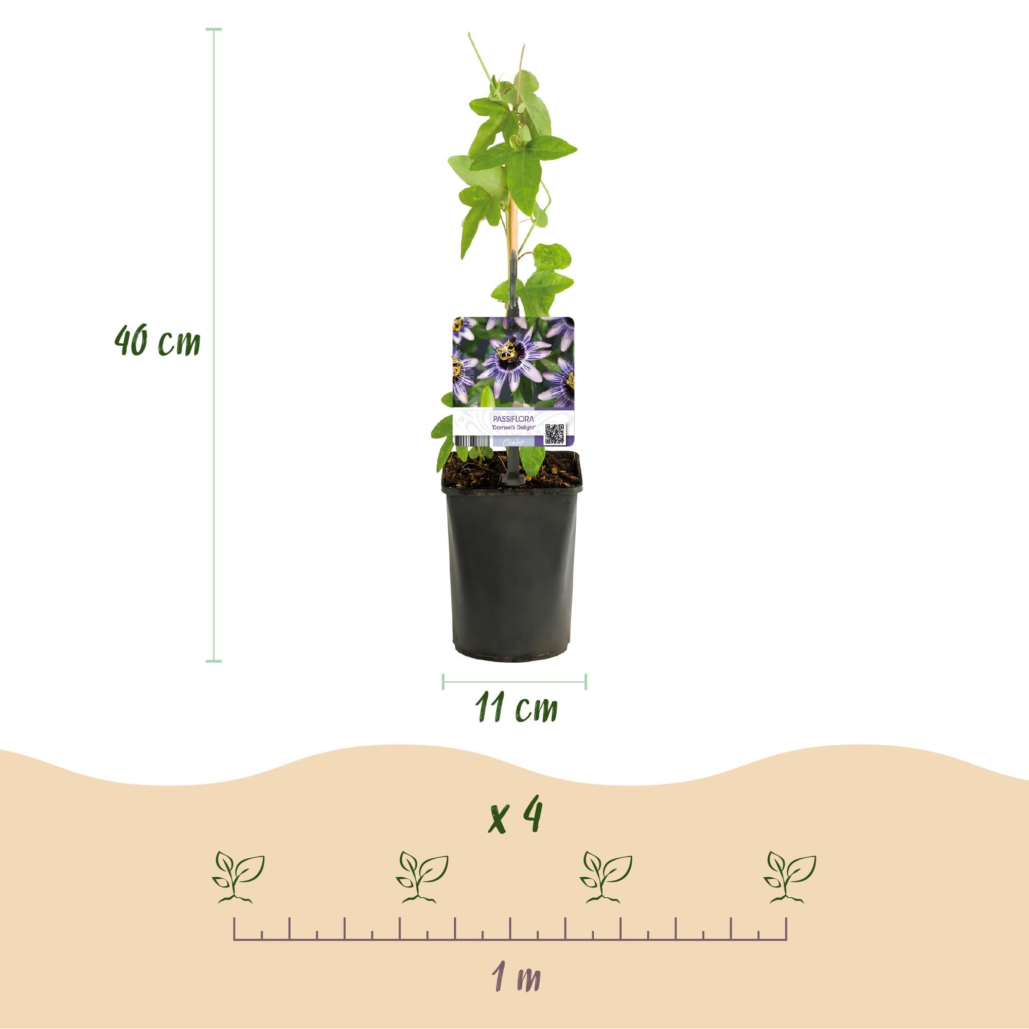 Passionflower 'Tricolour' – colorful climbing plant, 3 plants, 11 cm pot, 40 cm tall