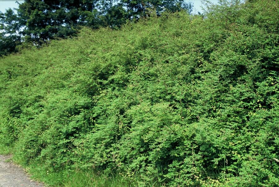 Symphoricarpos ‘Hancock’ – bodendeckender Zierstrauch, 9 cm Topf, 10–25 cm