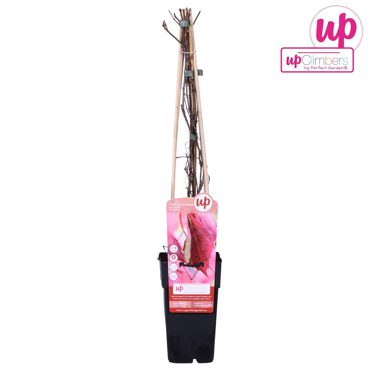 Virginia creeper 'Engelmannii' – fast-growing climbing plant, 15 cm pot, 65 cm