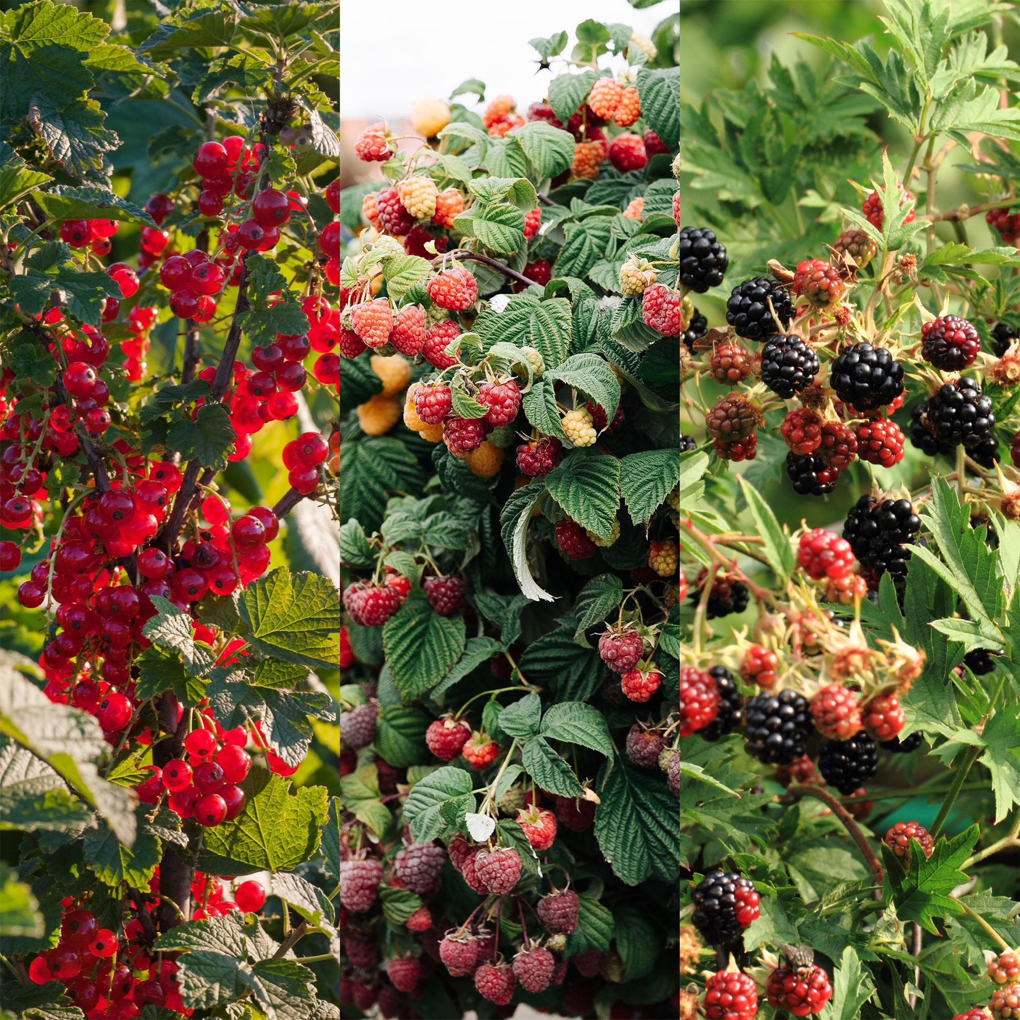 Fruit plant mix – currant, raspberry & blackberry (3 plants, 11 cm pot, approx. 40 cm)