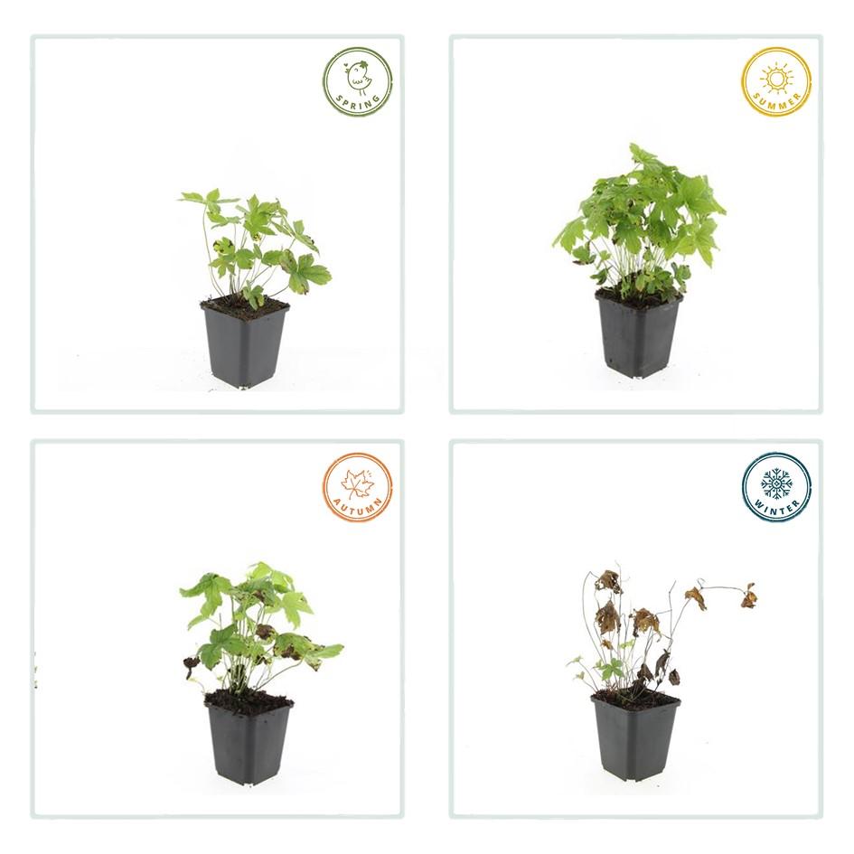 Geranium nodosum – kompakter Storchschnabel, 10–25 cm Höhe