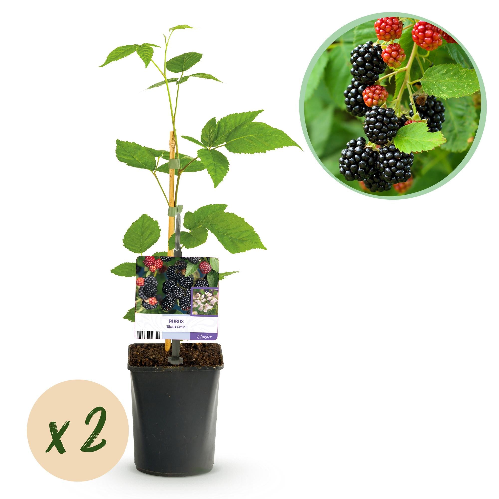 Dornenlose Brombeere „Black Satin“ – 2 Pflanzen im 11 cm Topf (ca. 40 cm)