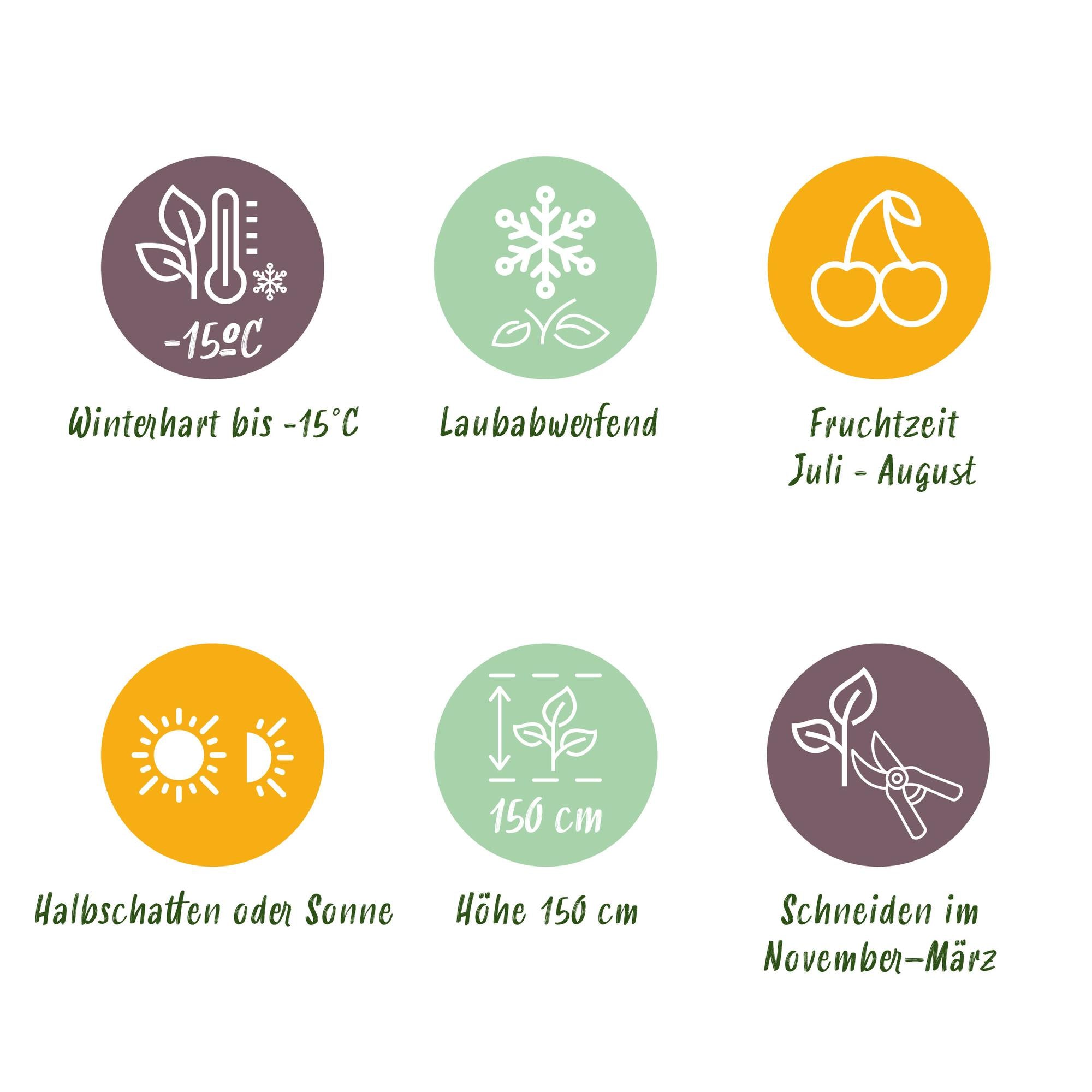 Blueberry bush 'Goldtraube' – thornless, 2 plants, each 40 cm tall, in an 11 cm pot