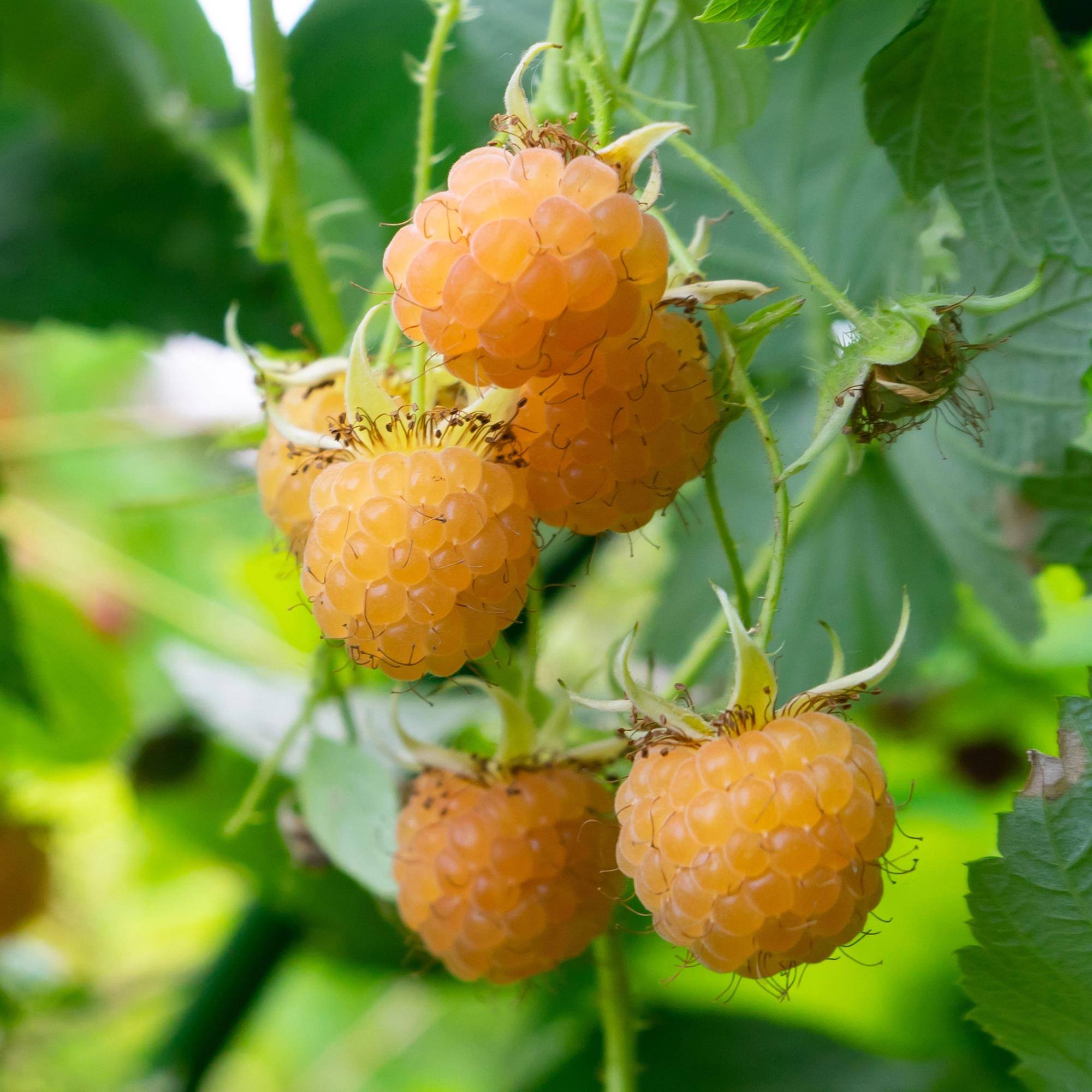 Yellow raspberry “Fallgold” (Rubus idaeus) – 2 plants in an 11 cm pot, approx. 40 cm