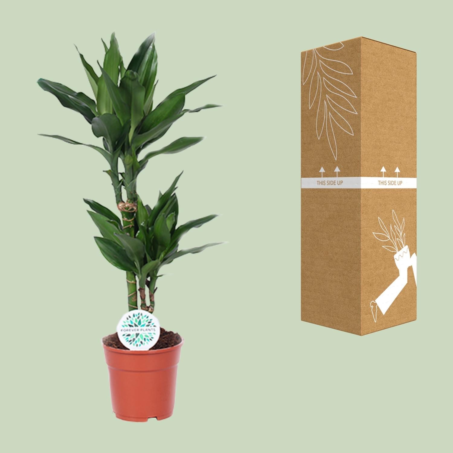 Dracaena Janet Lind – Drakenboom - 70-130 cm