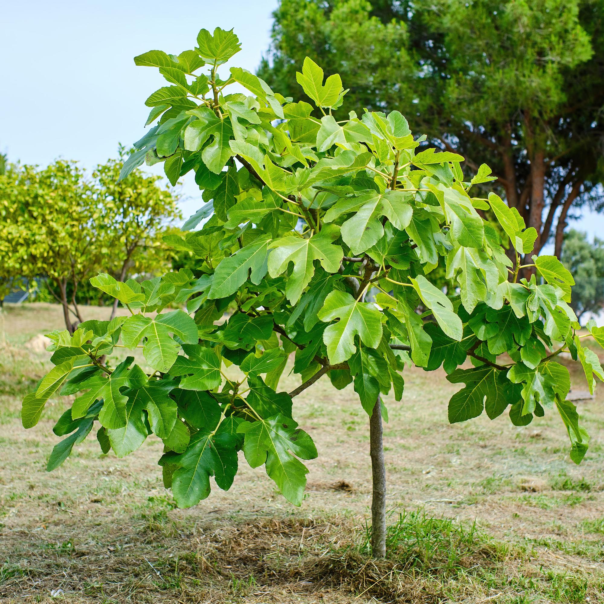 Vijgenboom ‘Brown Turkey’ (Ficus carica) – 19–90 cm