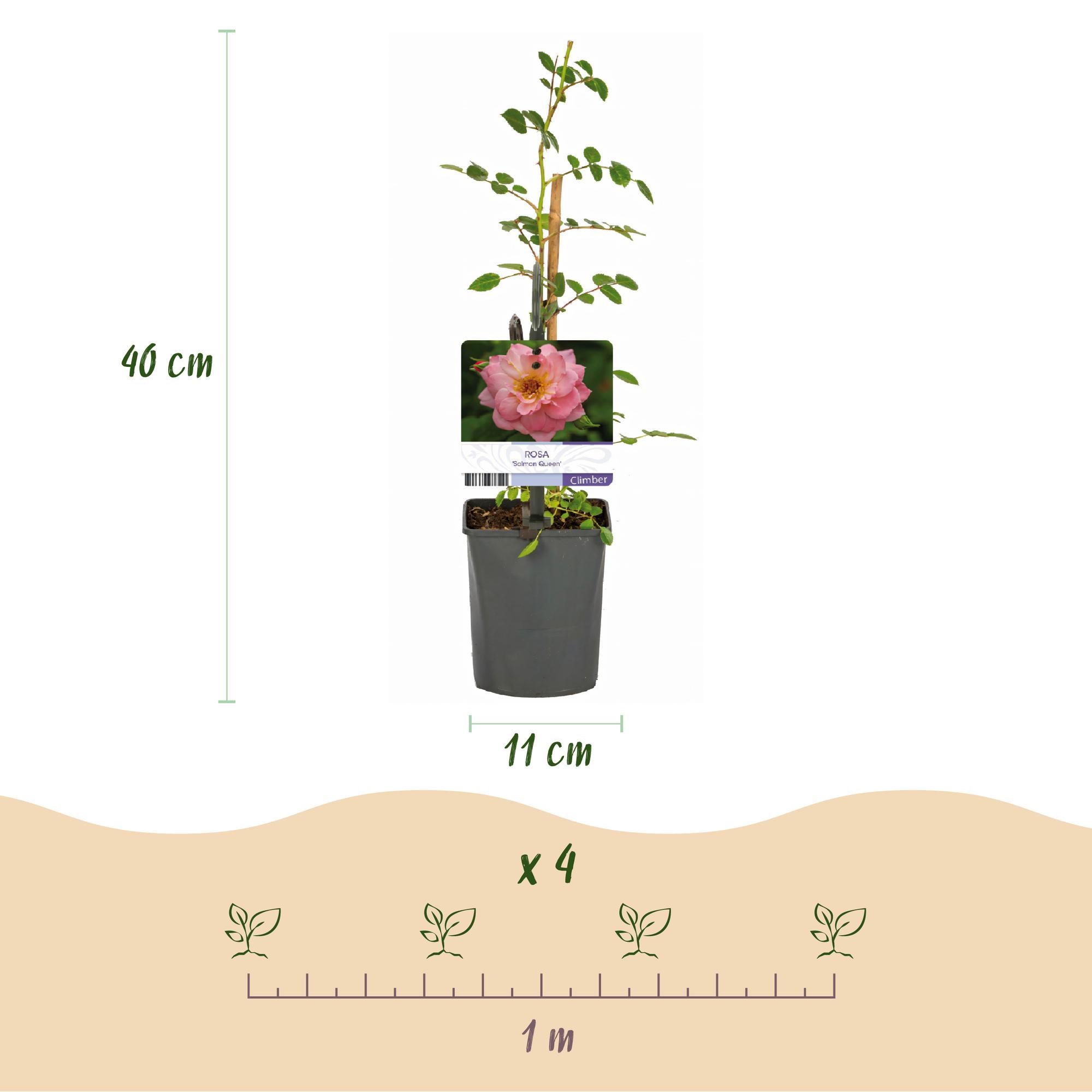 Rosa 'Salmon Queen' – climbing rose, salmon pink, easy to care for, 2 plants in 11 cm pots, 40 cm tall