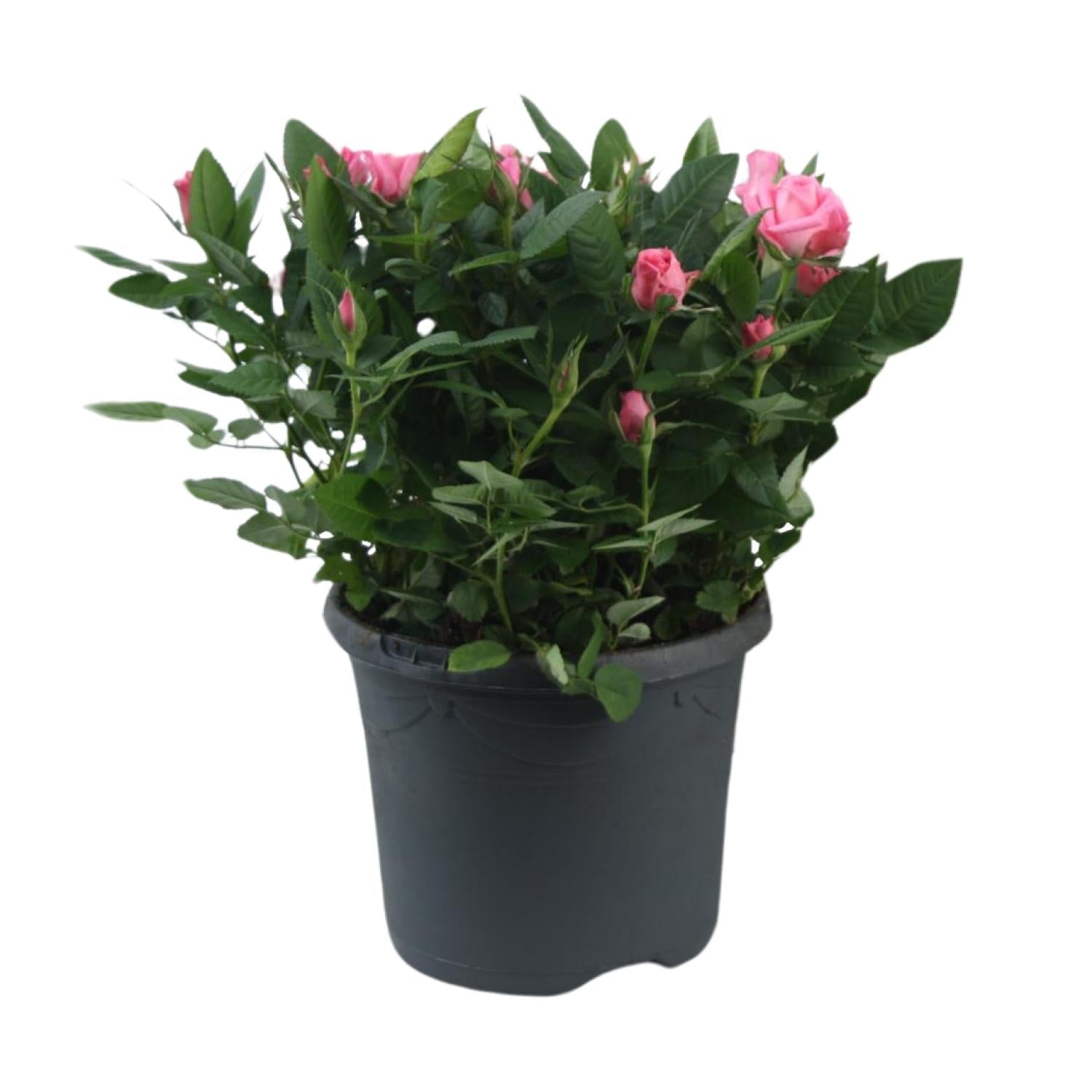 Rosa 'Jewel Patio Sparkling' – compact pot rose, 17 cm pot, 30 cm height