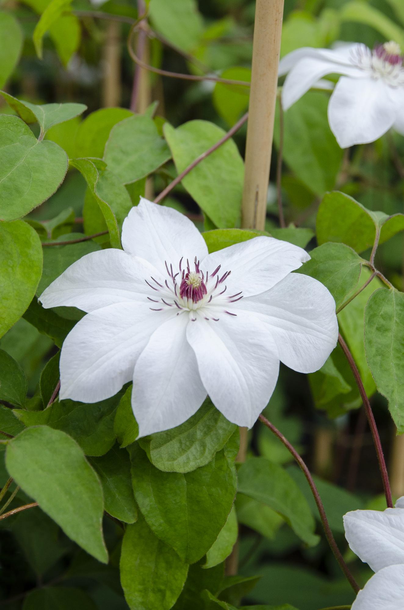 Lematis 'Miss Bateman' – white flowers, 15 cm pot, 65 cm height